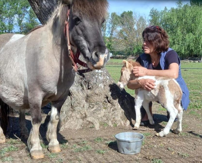 Arca Dos Animais - Farming & Country house Castelo Branco (Centro)
