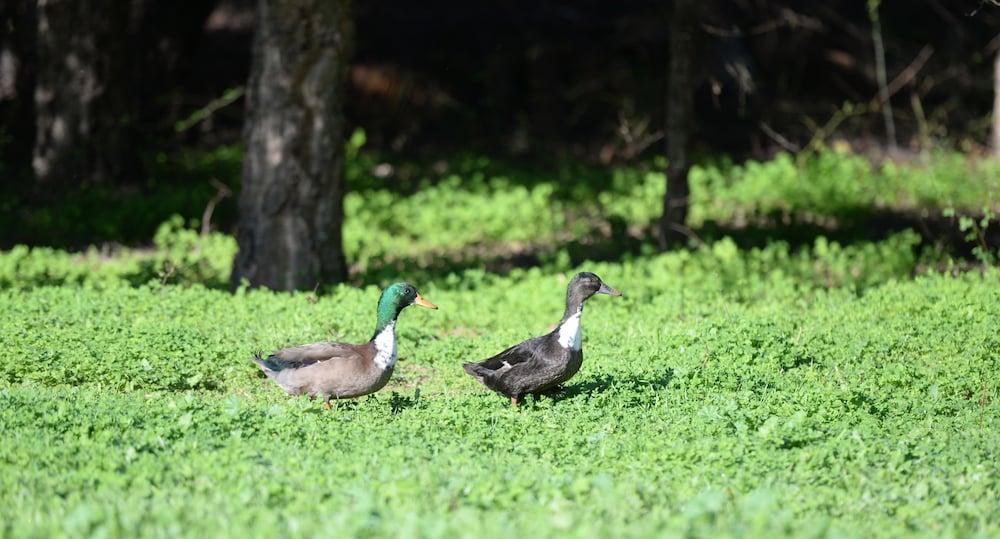 Quinta Pedagogica Da Samoqueirinha - Duna Parque & *