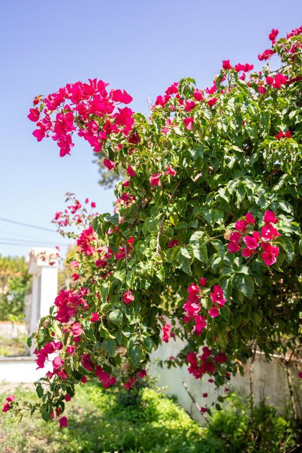 Bed & Breakfast Moby Dick Colares