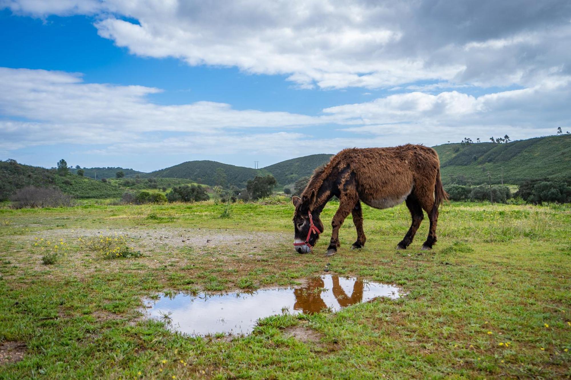 Burro Agroturismo Portimão