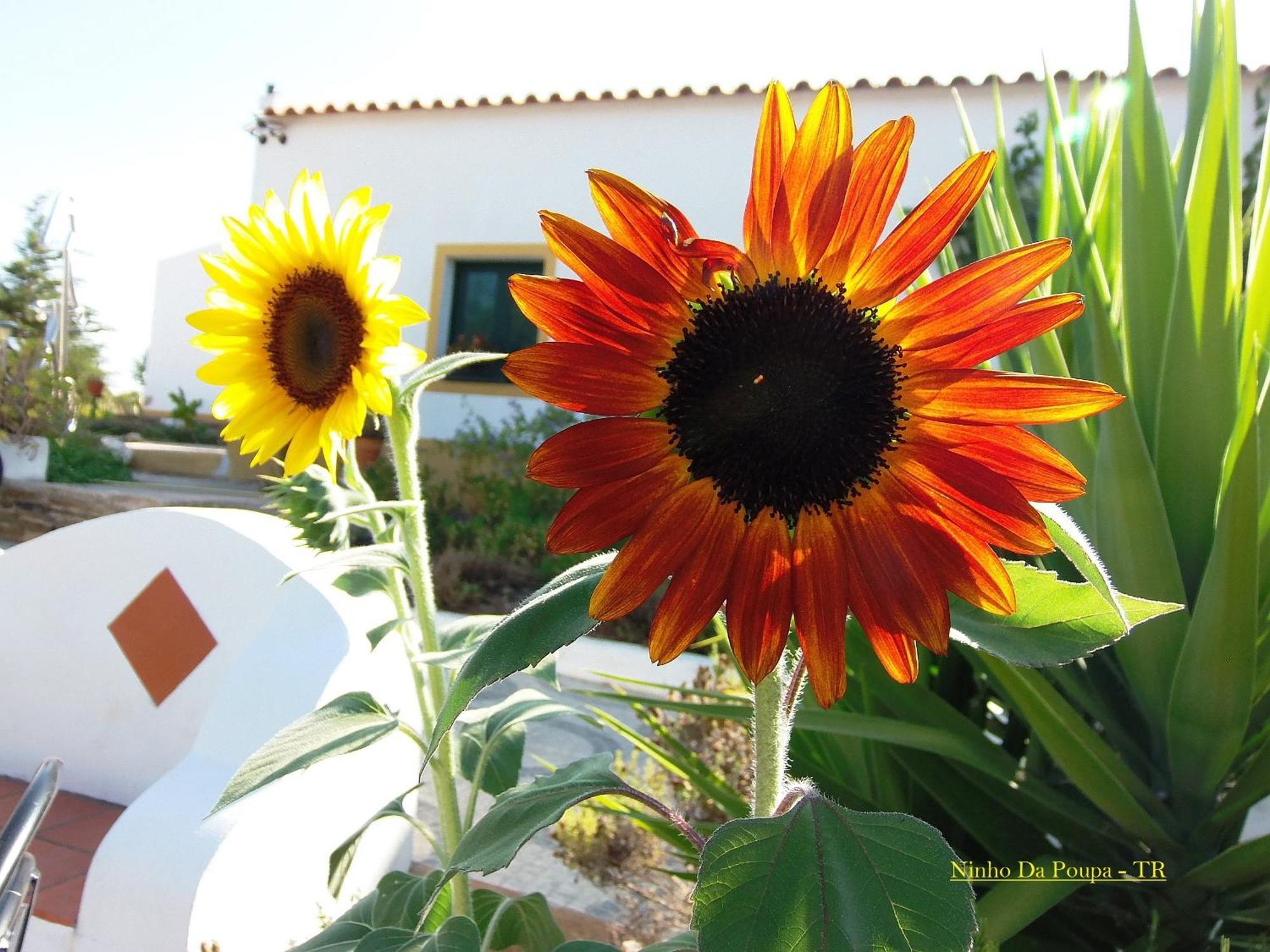 Ninho Da Poupa Country house Serpa