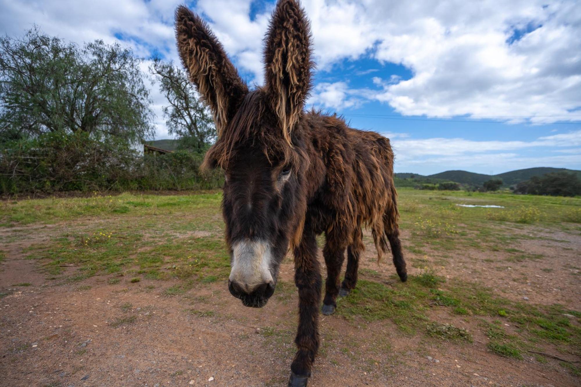 Burro Ville * Portimão