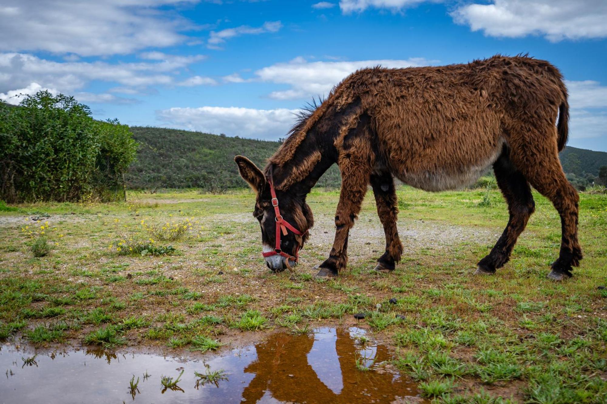 Burro *
