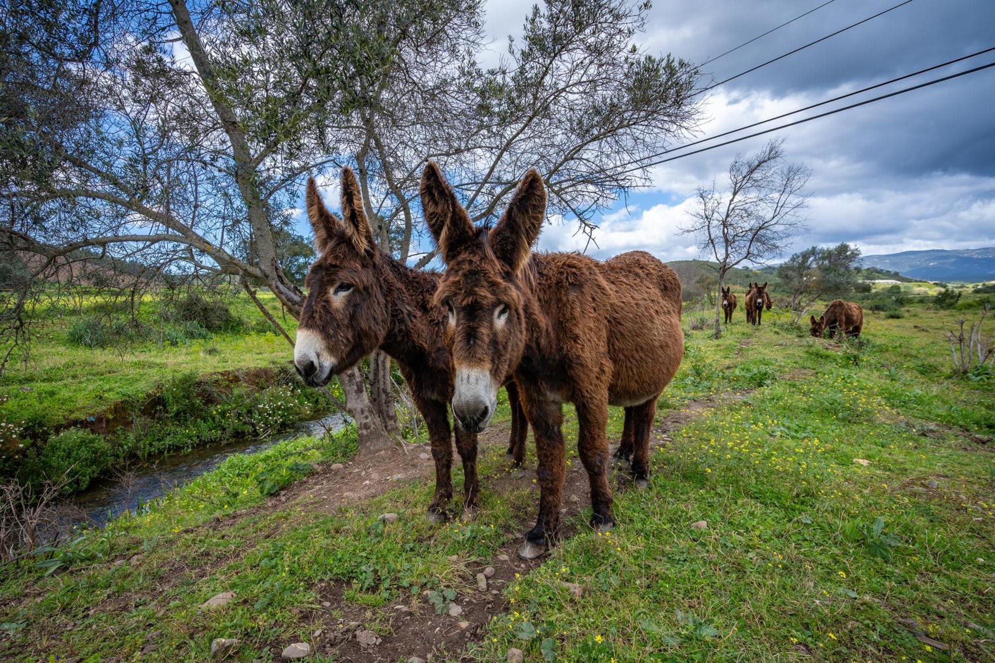 Burro Portimão