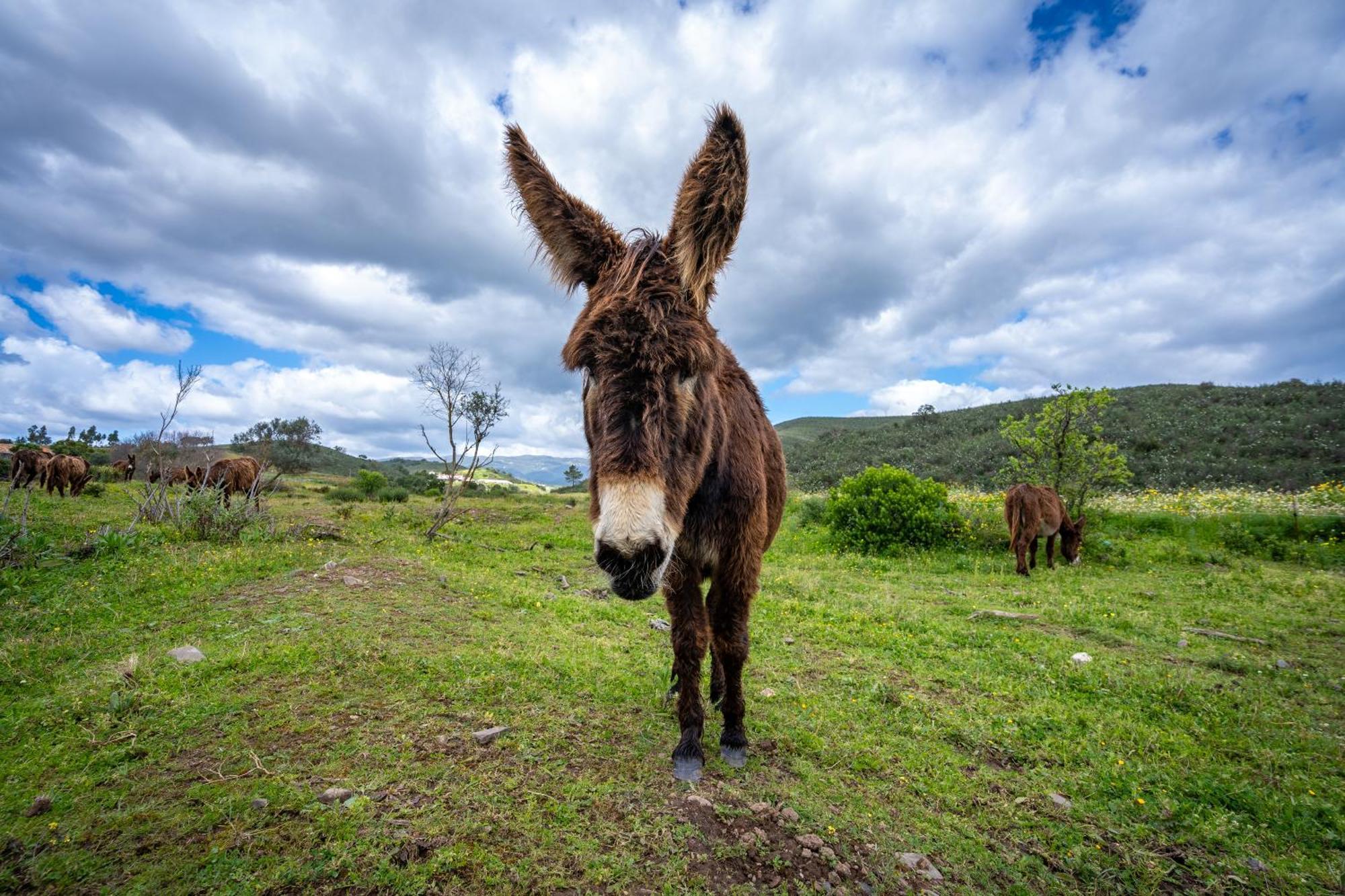 Agroturismo Burro *