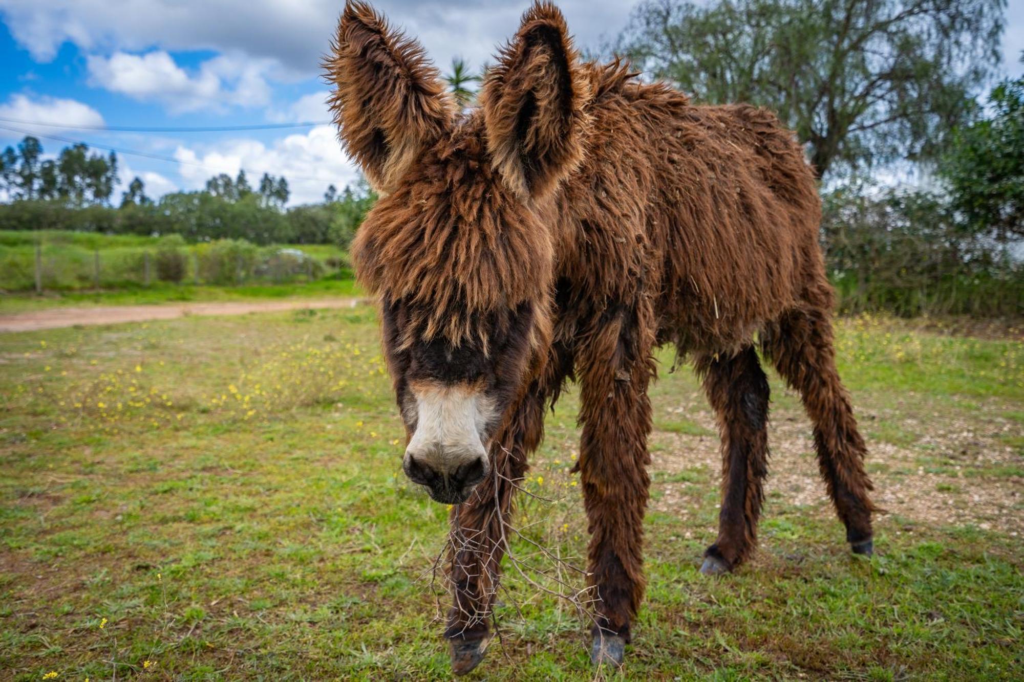 Agroturismo Burro