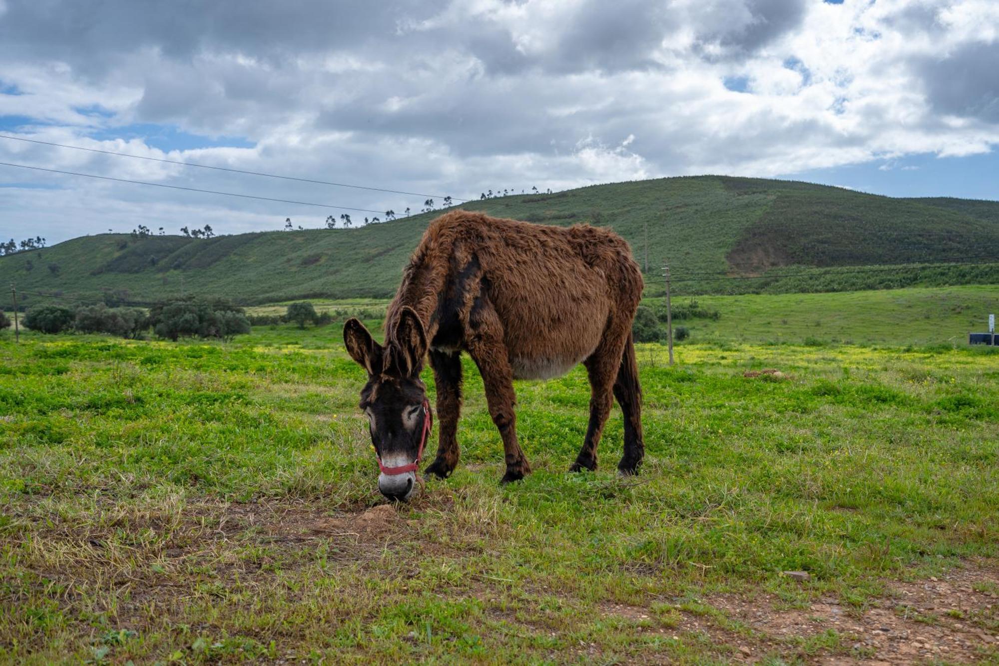 Agroturismo Burro