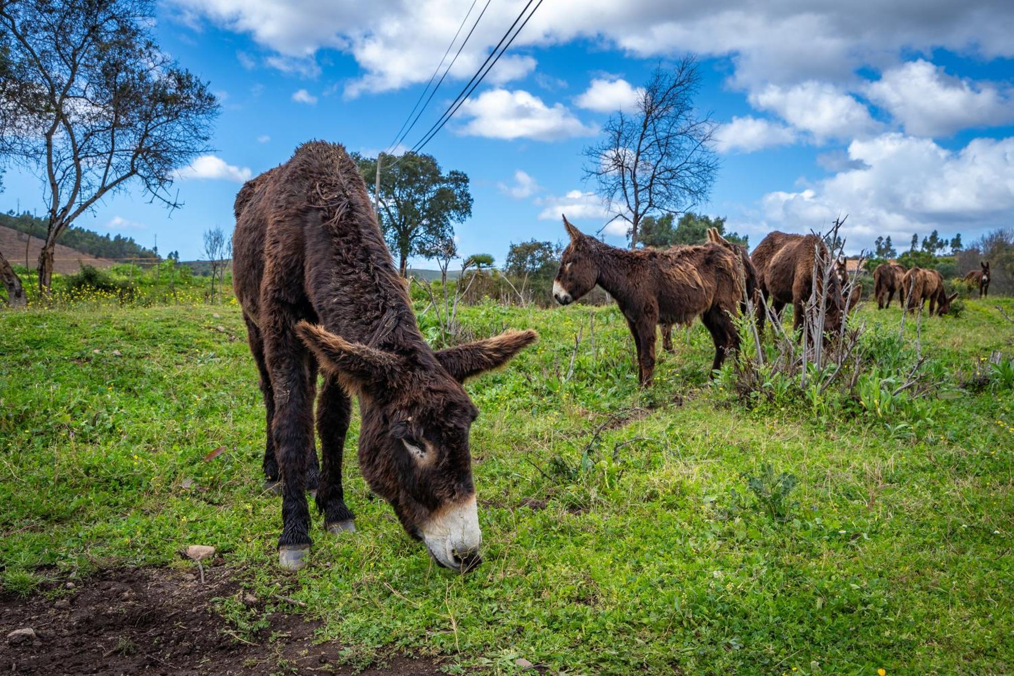 Agroturismo Burro *