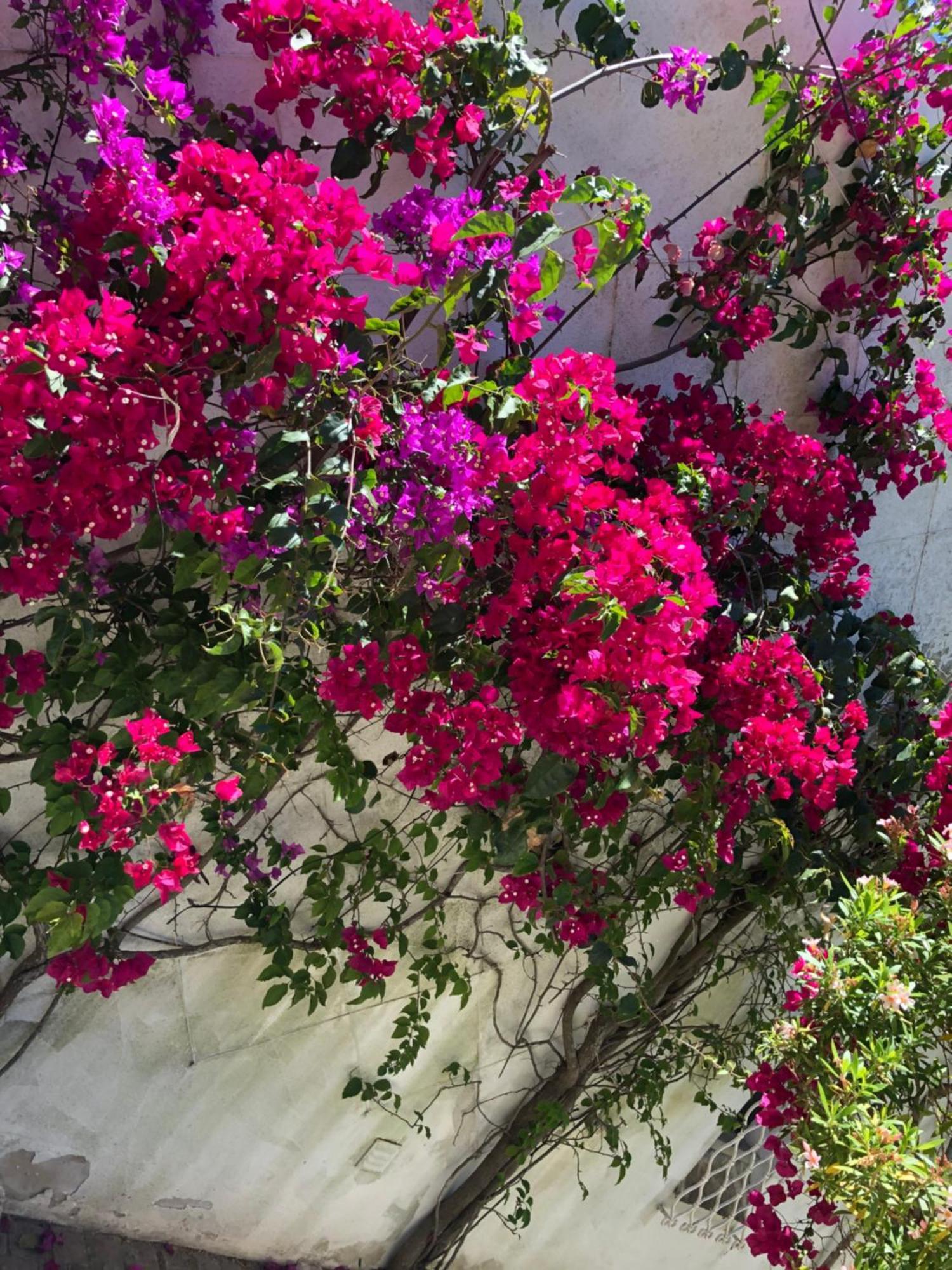 Villa Genies Boutique Algarve *