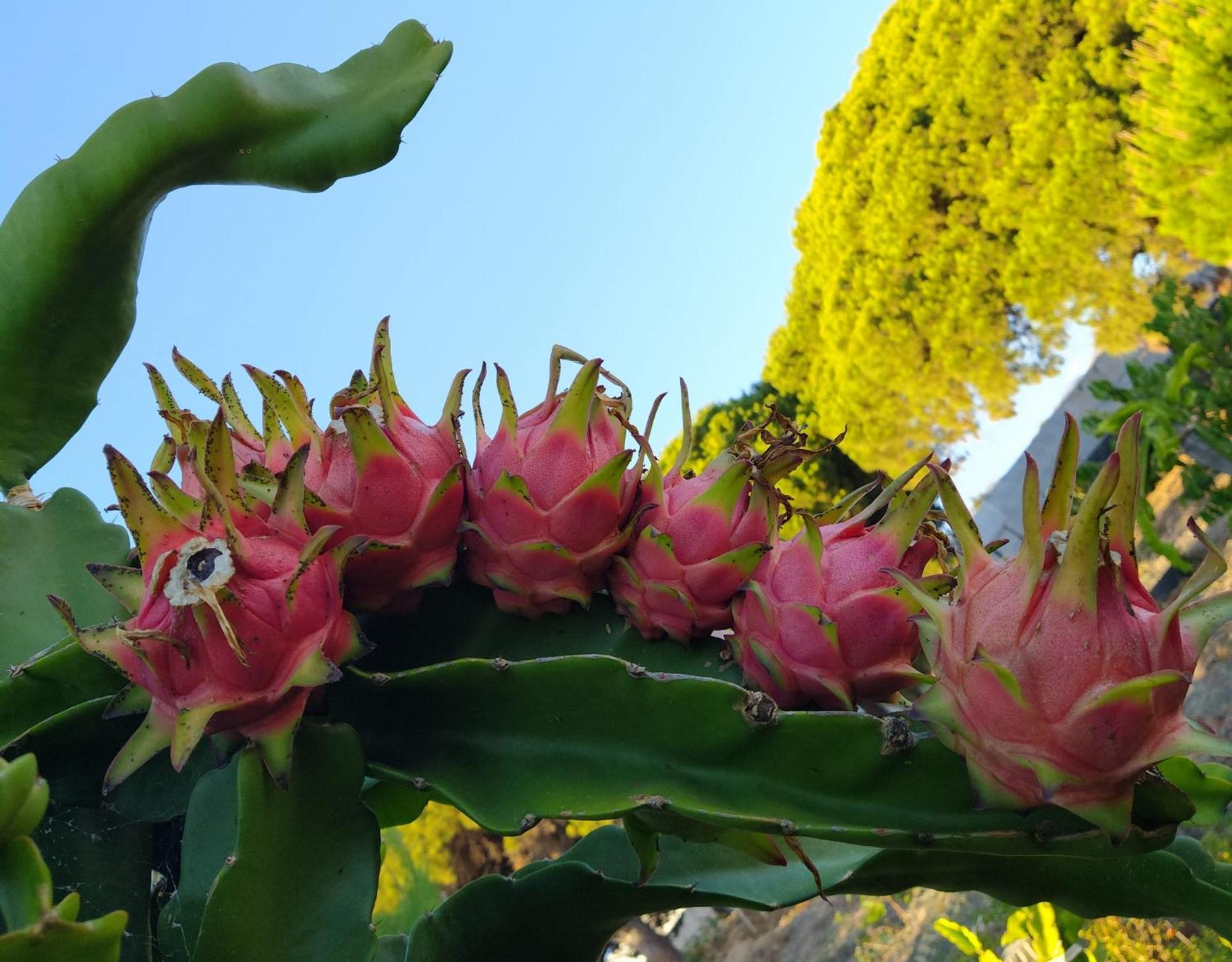 Apartamento Biofuncho Garden Funchal (Madeira)