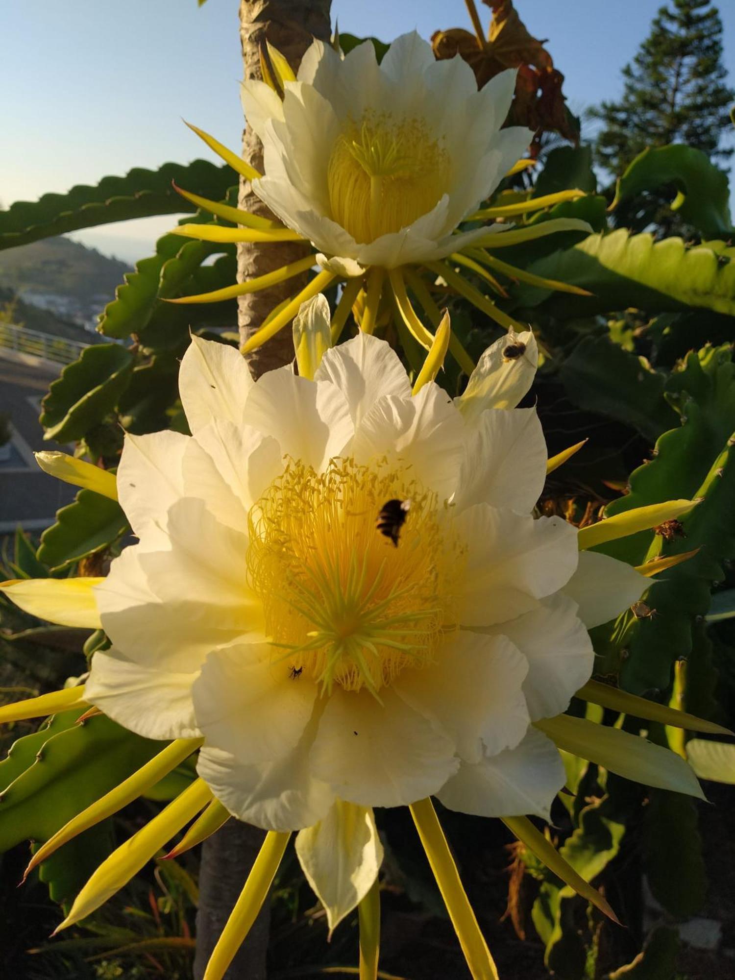 Apartamento Biofuncho Garden Funchal (Madeira)