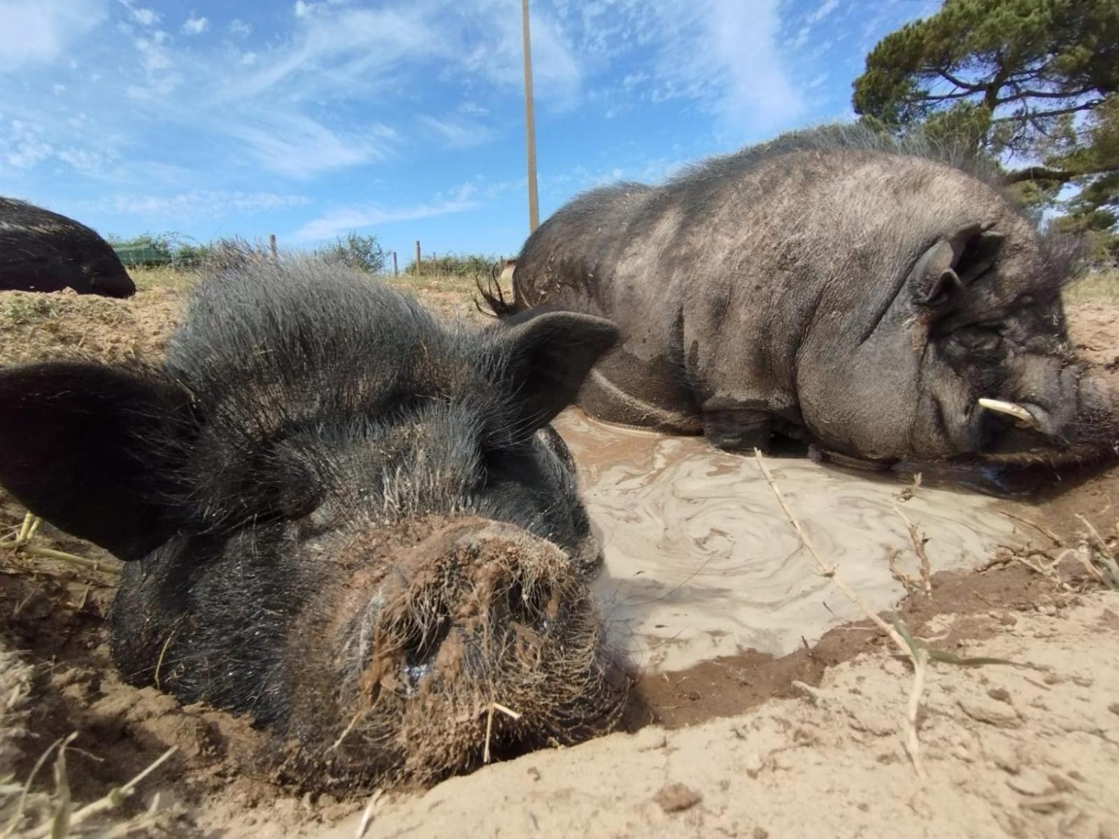 Monte Dos Vagabundos - Animal Sanctuary - Caravan Nest Camping São Teotónio