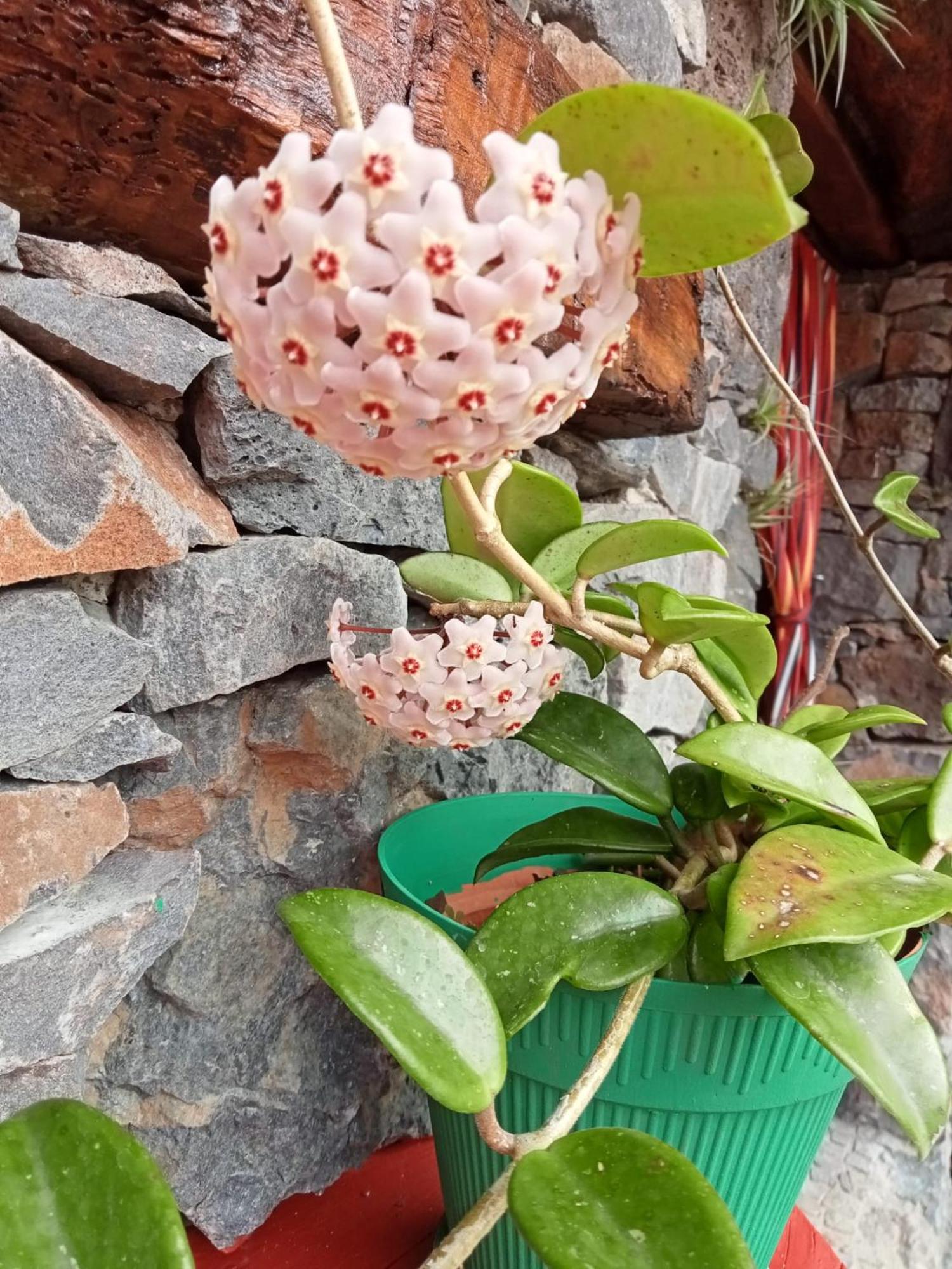 Casa Belojardim E Antiga Fabrica De Manteiga Vakantiehuis
