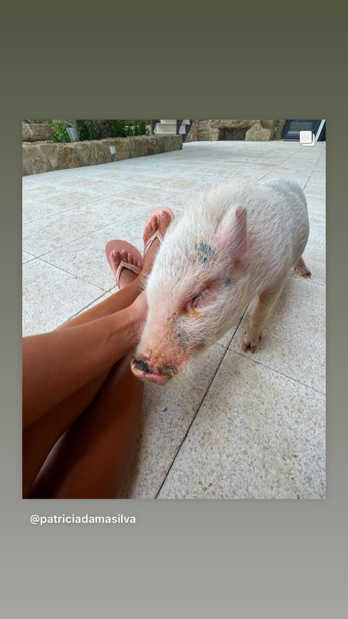 Arca Dos Animais - Farming & Castelo Branco (Centro)