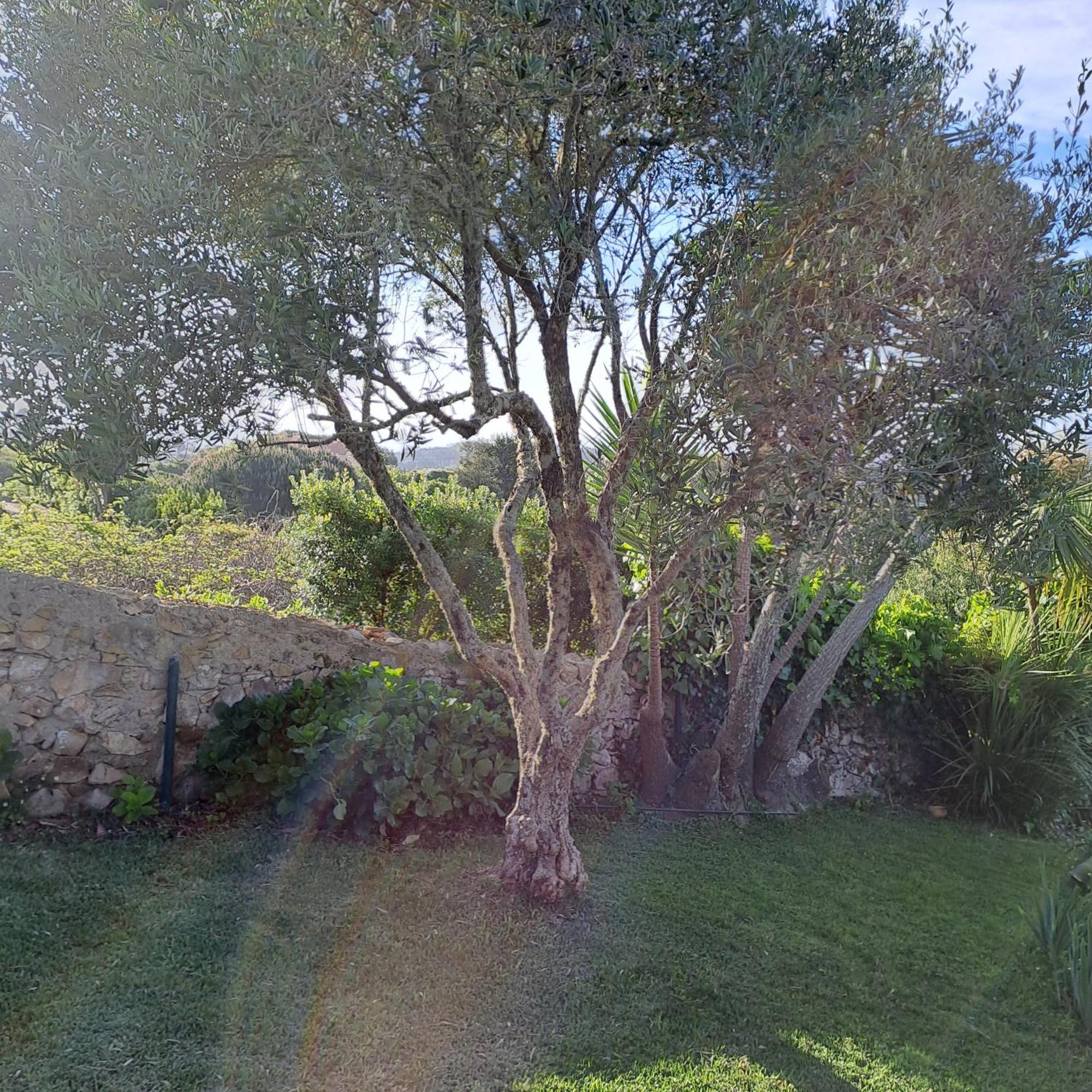 Sintra V3 In Nordstarnan, Quiet Landscape With Stunning Views Of The Atlantic Coast, Colares, Sintra Colares