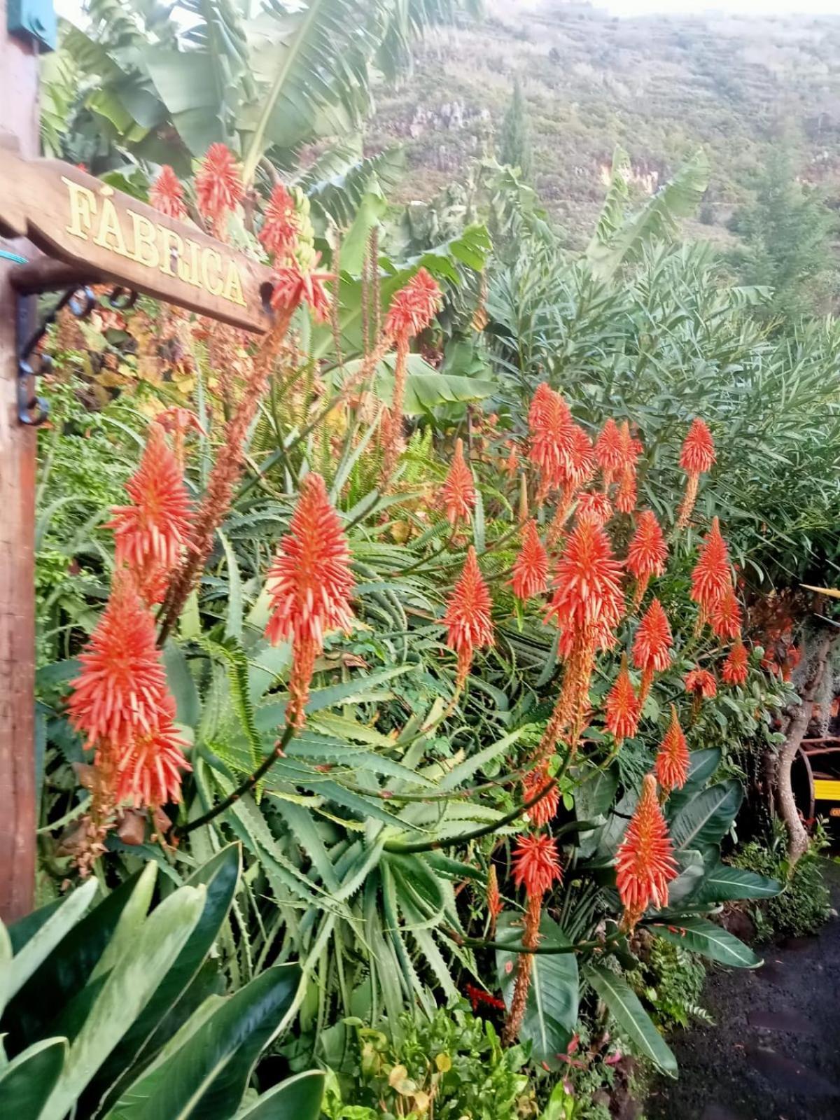 Casa Belojardim Arco da Calheta (Madeira)