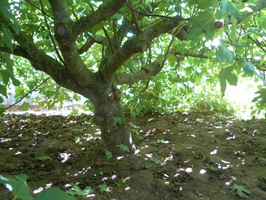 Lemon Tree Hostal *
