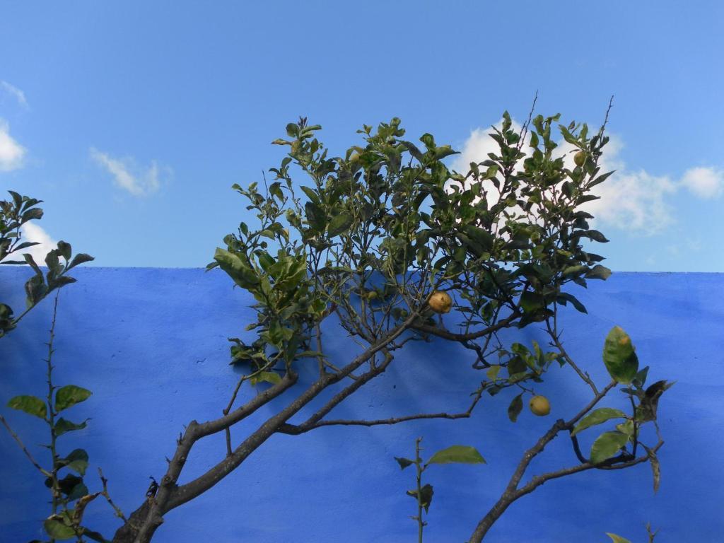 Lemon Tree Hostel Areia Branca
