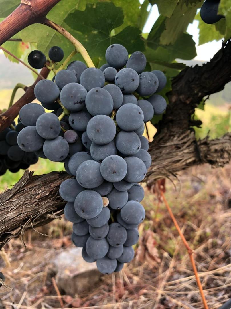 Quinta Da Penada - Vineyard & Winery - 3 *