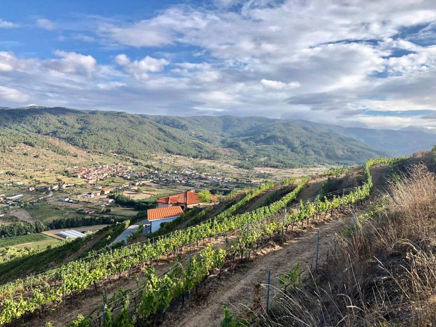 Quinta Da Penada - Vineyard & Winery - 3 * Chaves