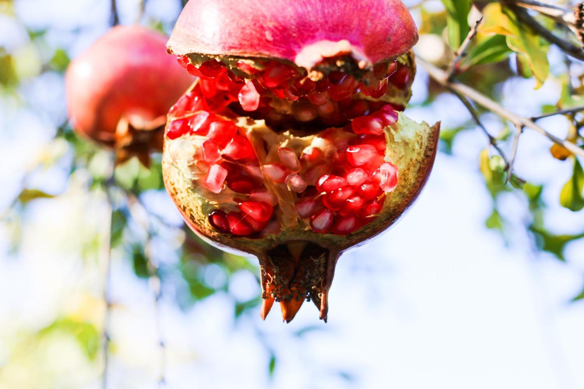 Quinta Dos Cochichos Farm stay *