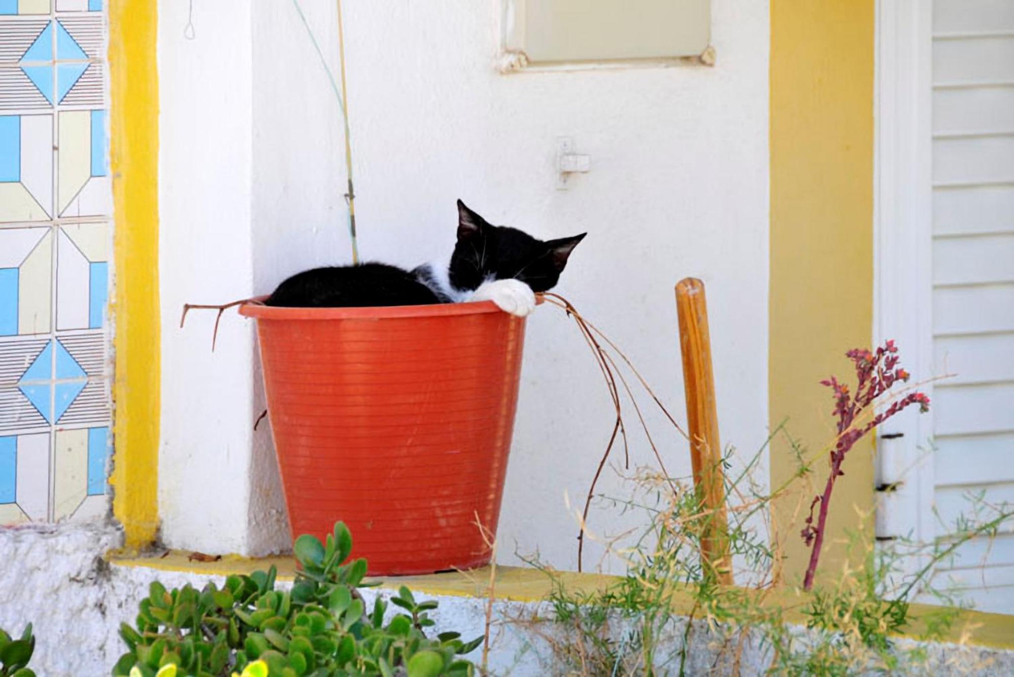 Quaint Peaceful 3 Bedrooms Mycenaean Private Pool Large Garden North Portugal Villa