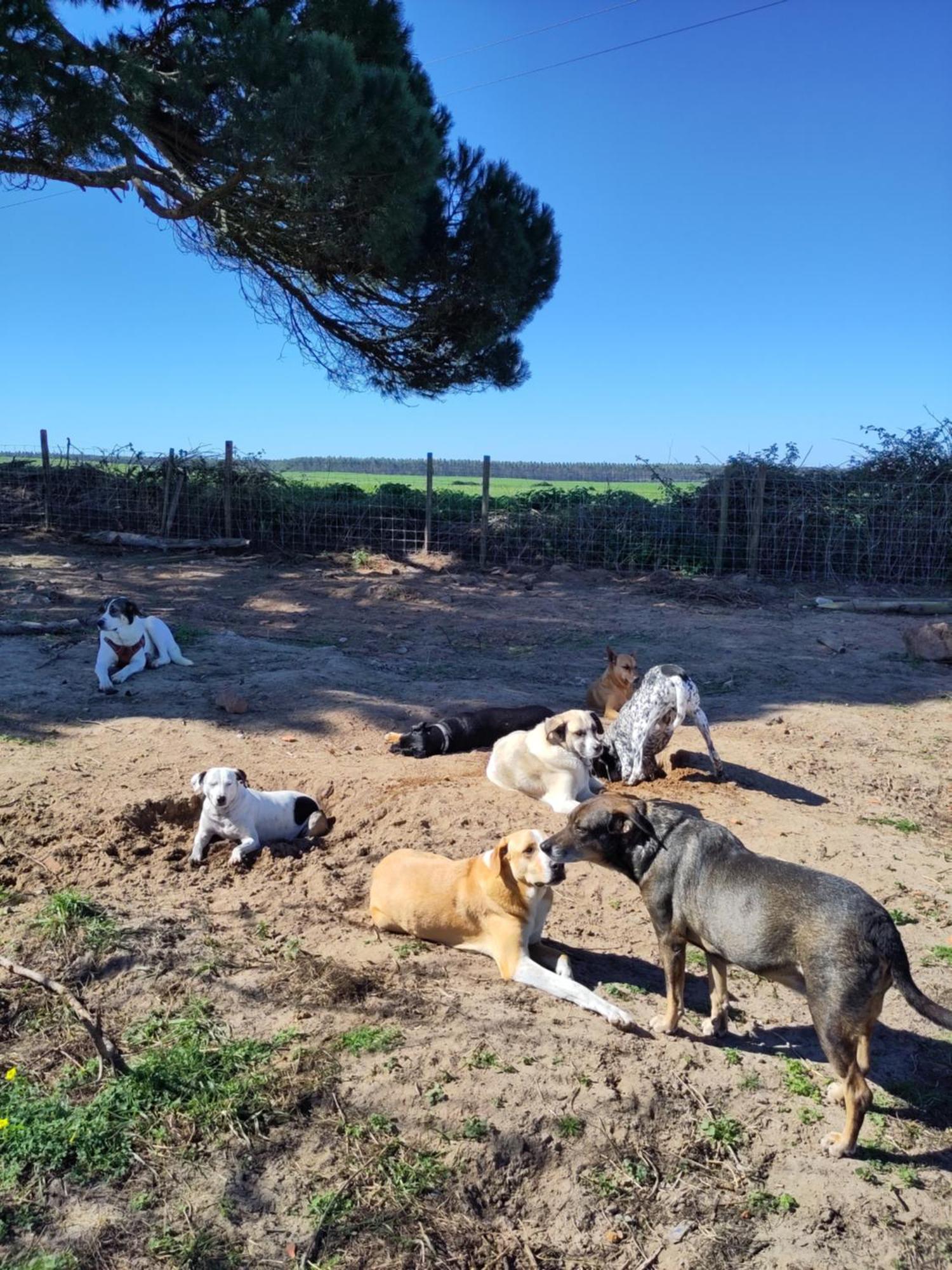 Monte Dos Vagabundos - Animal Sanctuary - Caravan Nest