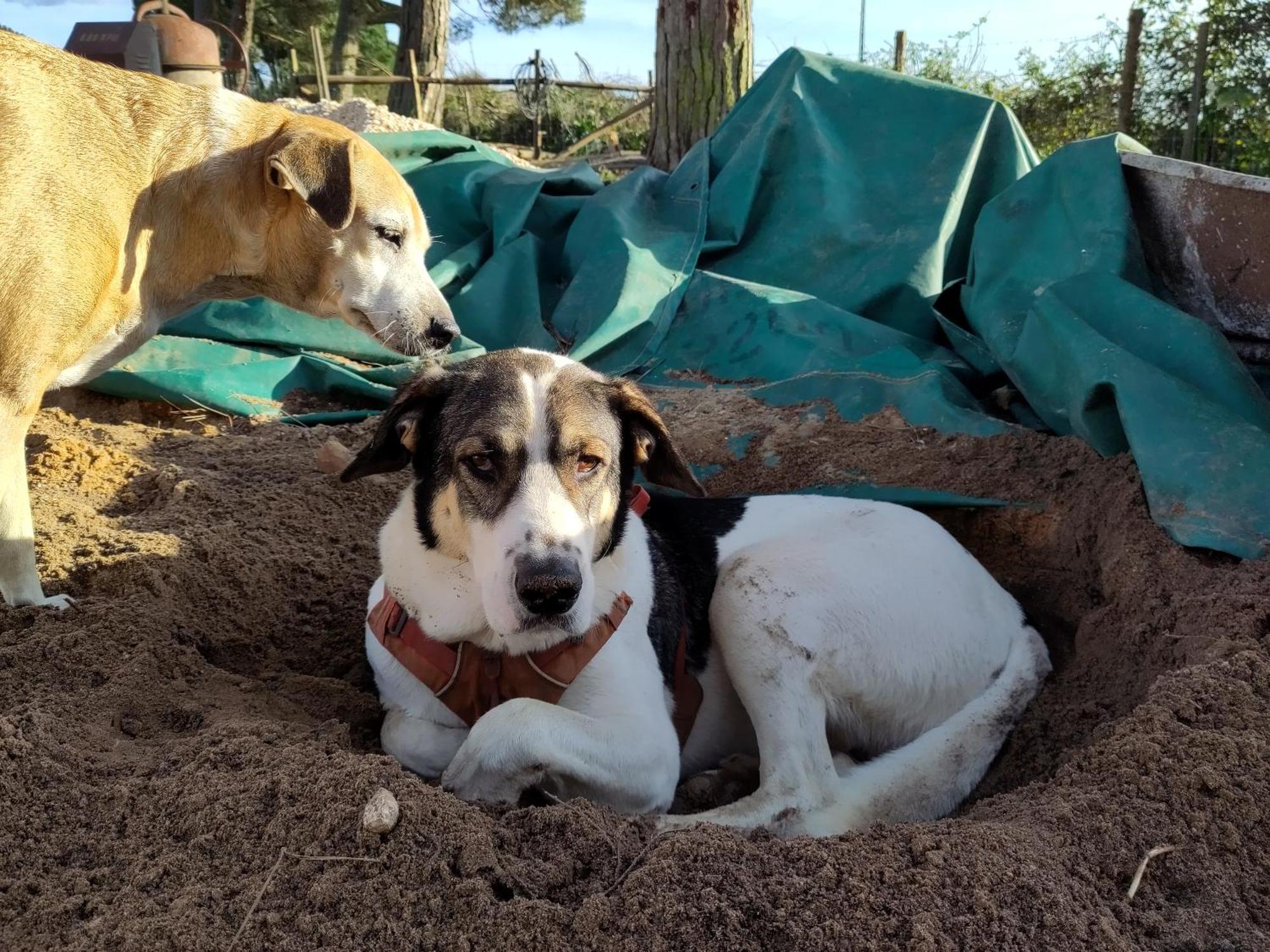 Monte Dos Vagabundos - Animal Sanctuary - Caravan Nest *