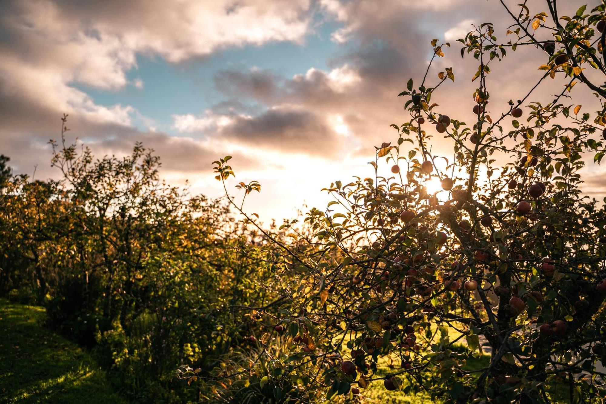 Farm stay Casas Da Levada *