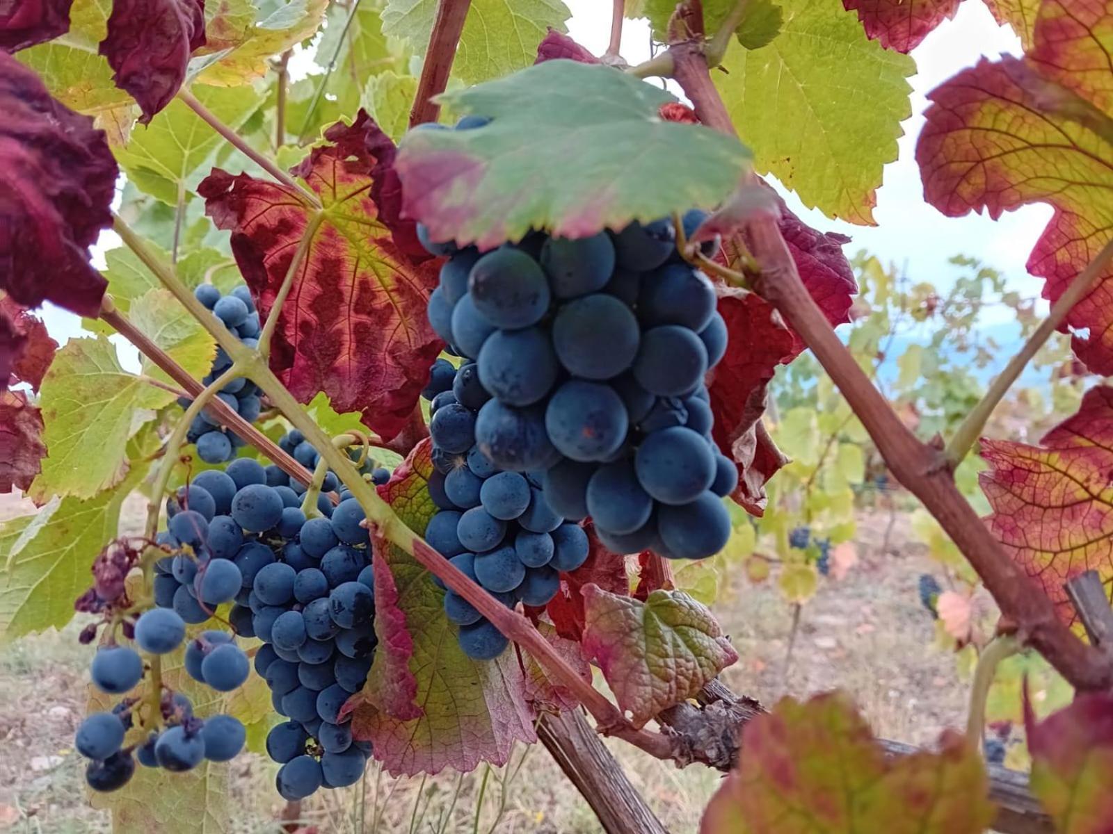 Quinta Manhas Douro * Provesende