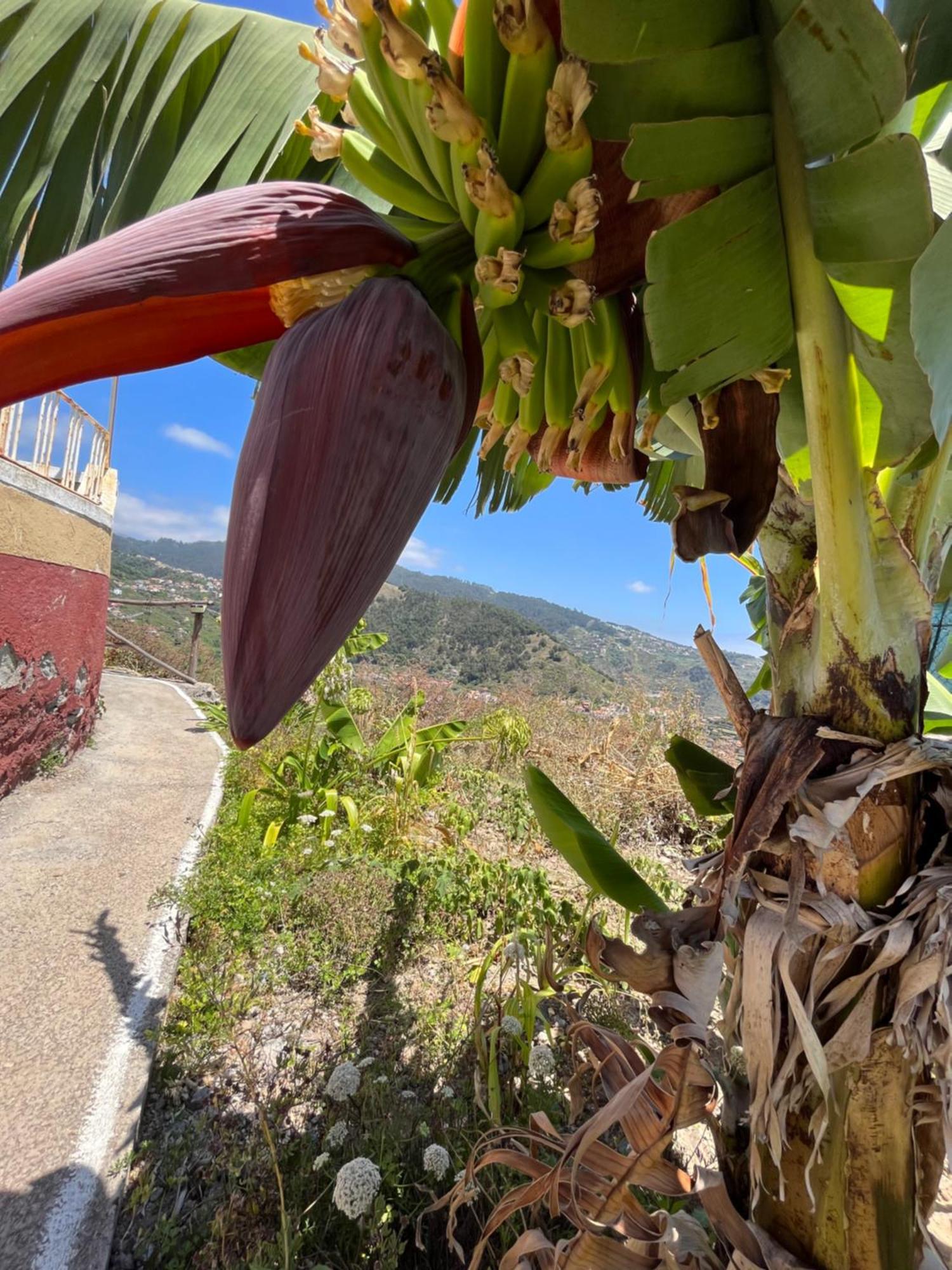 Tropical House Ribeira Brava