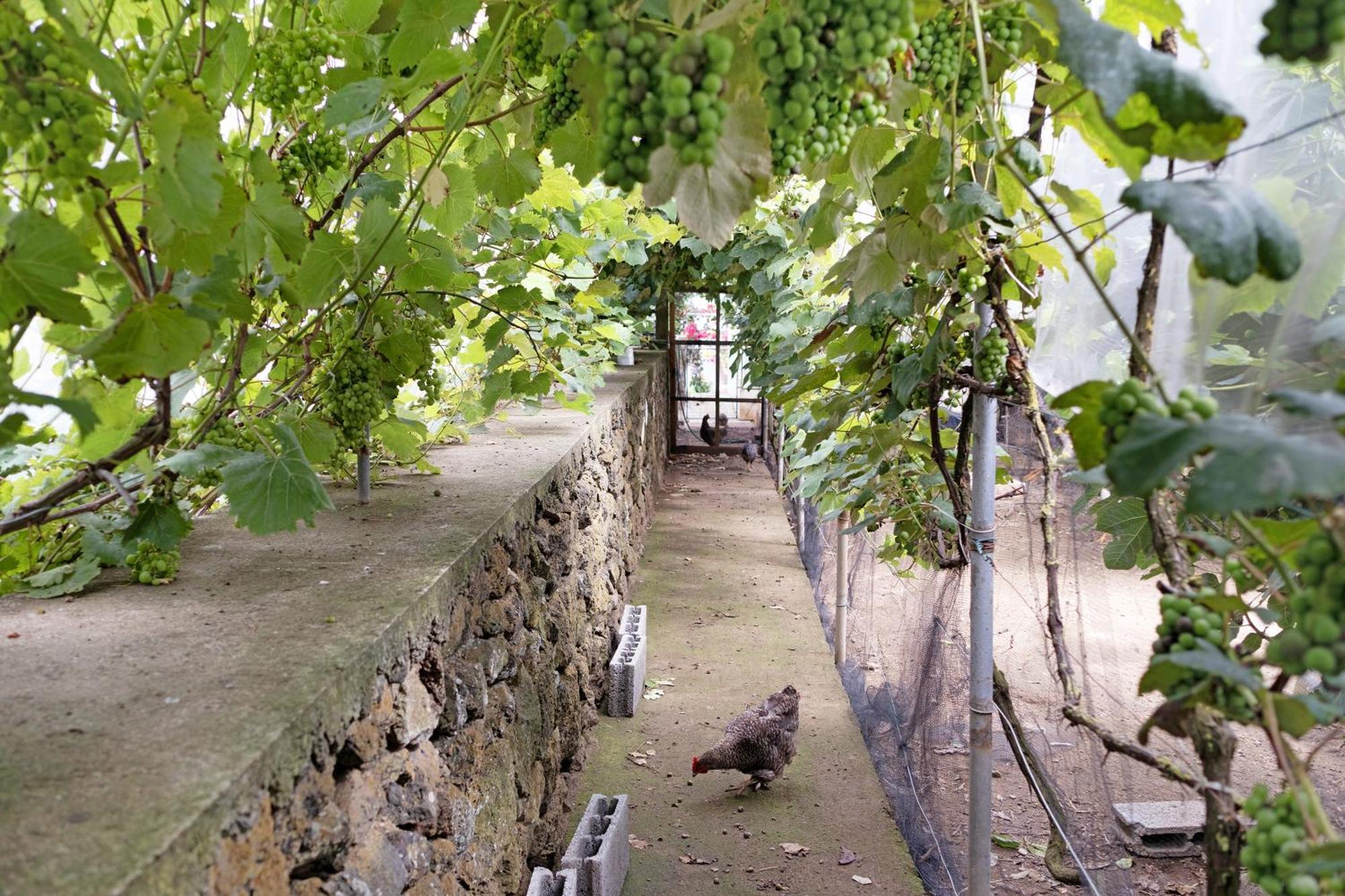 Casa Rosas Angra do Heroísmo