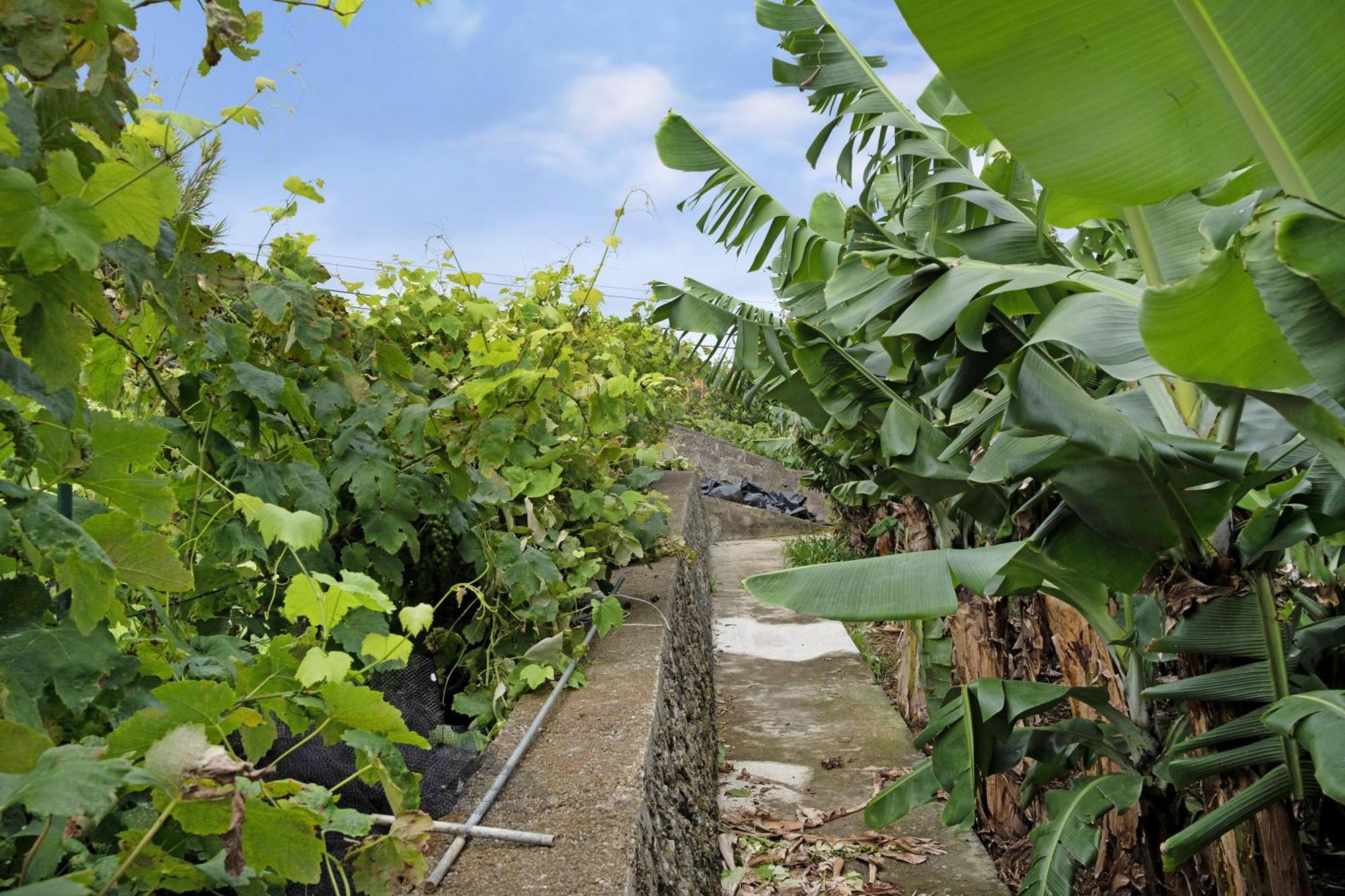 Casa Rosas Angra do Heroísmo