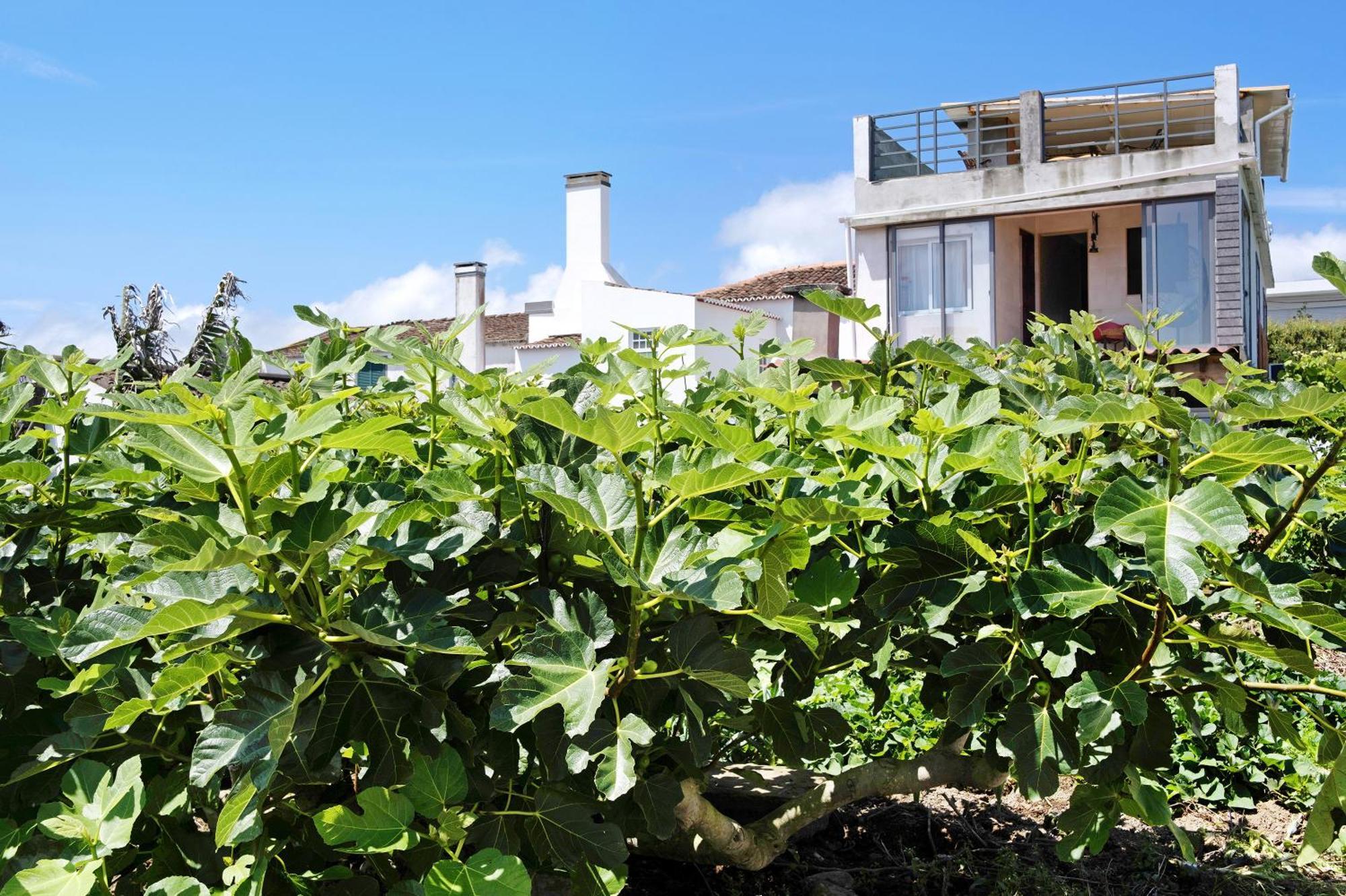 Santa Cruz Holiday home Lagoa (Azores)