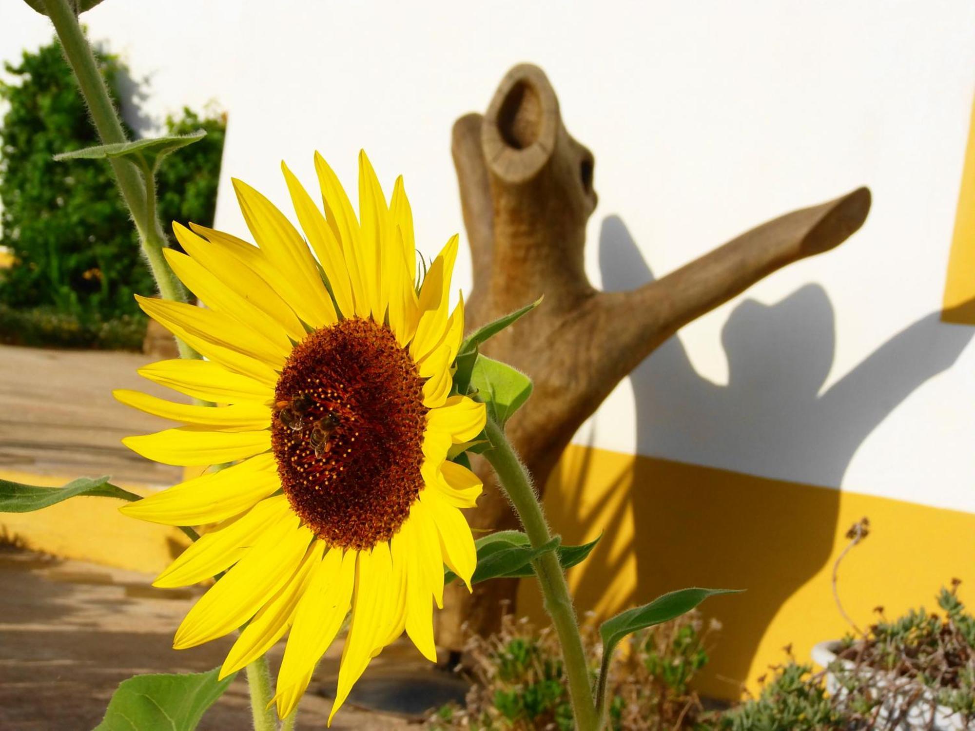 Country house Ninho Da Poupa