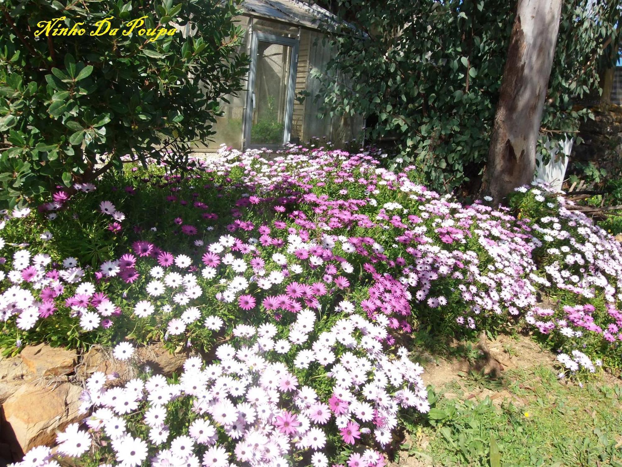 Ninho Da Poupa Country house *