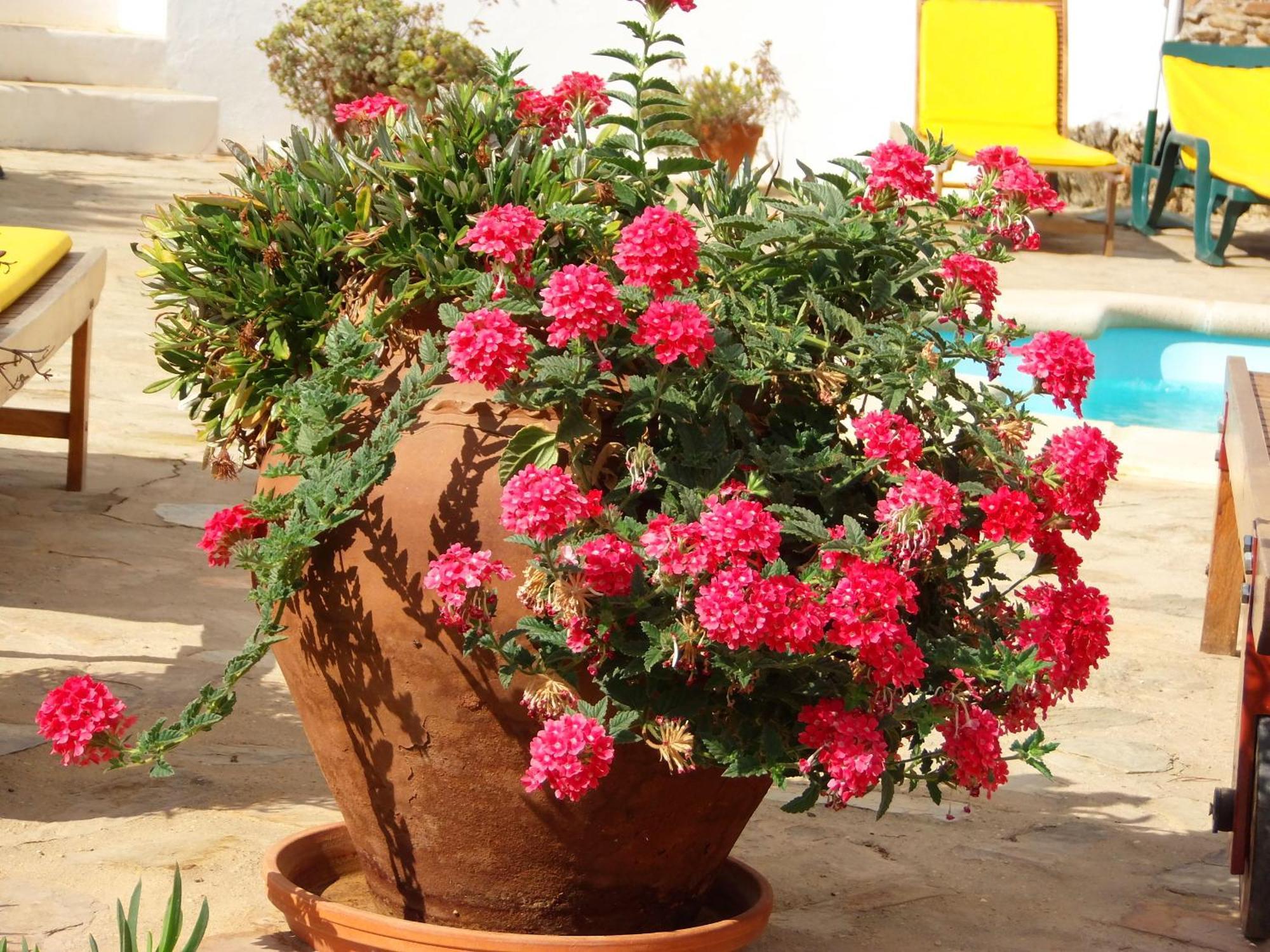 Ninho Da Poupa Country house