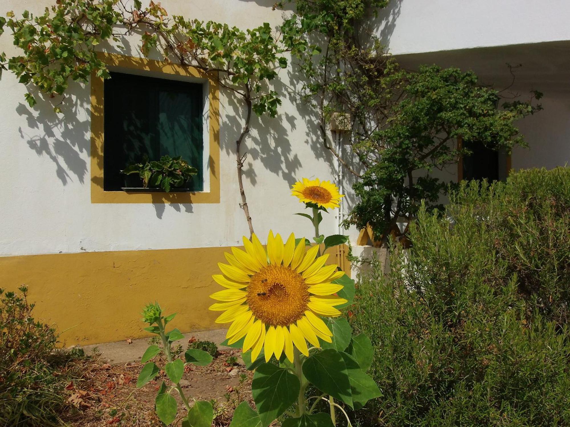 Country house Ninho Da Poupa *