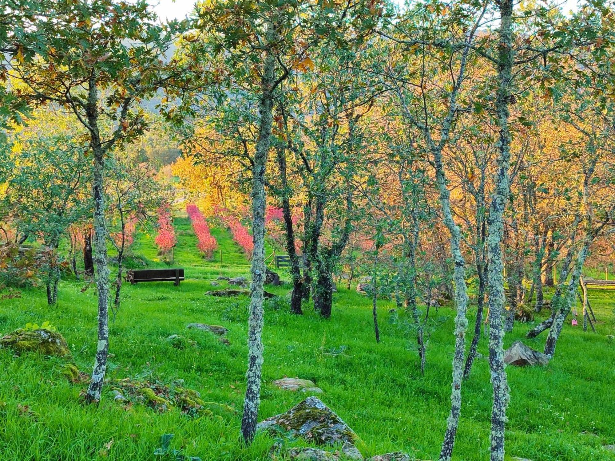 Quinta Dos Carvalhais - Serra Da Estrela Fornos de Algodres