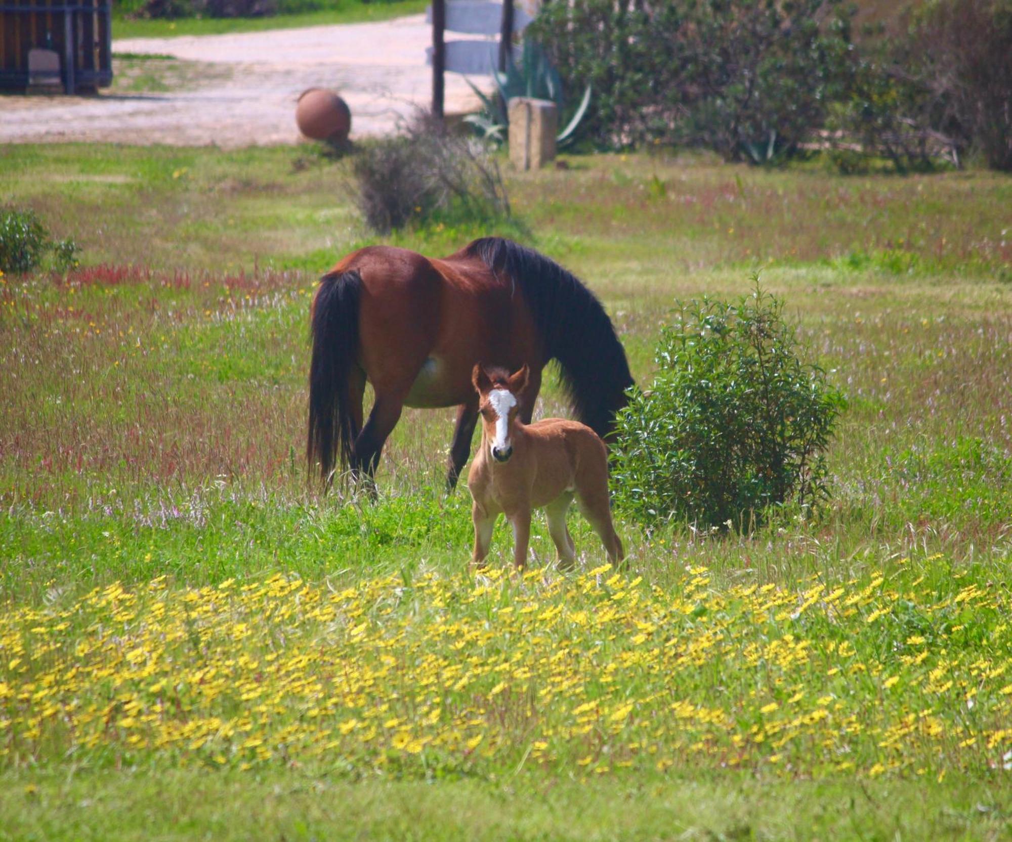 Casa rural Herdade Monte Do Sol