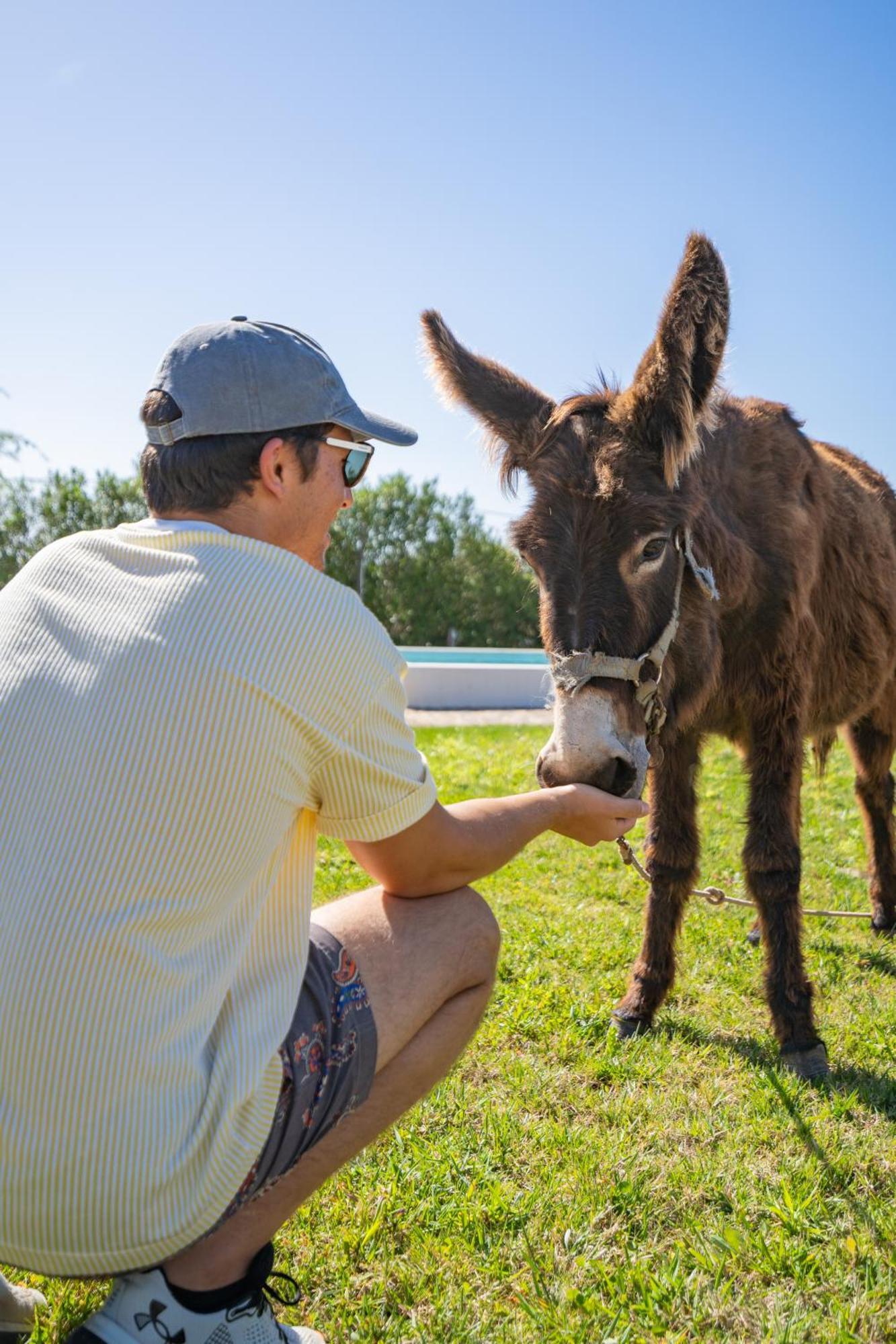 Burro *