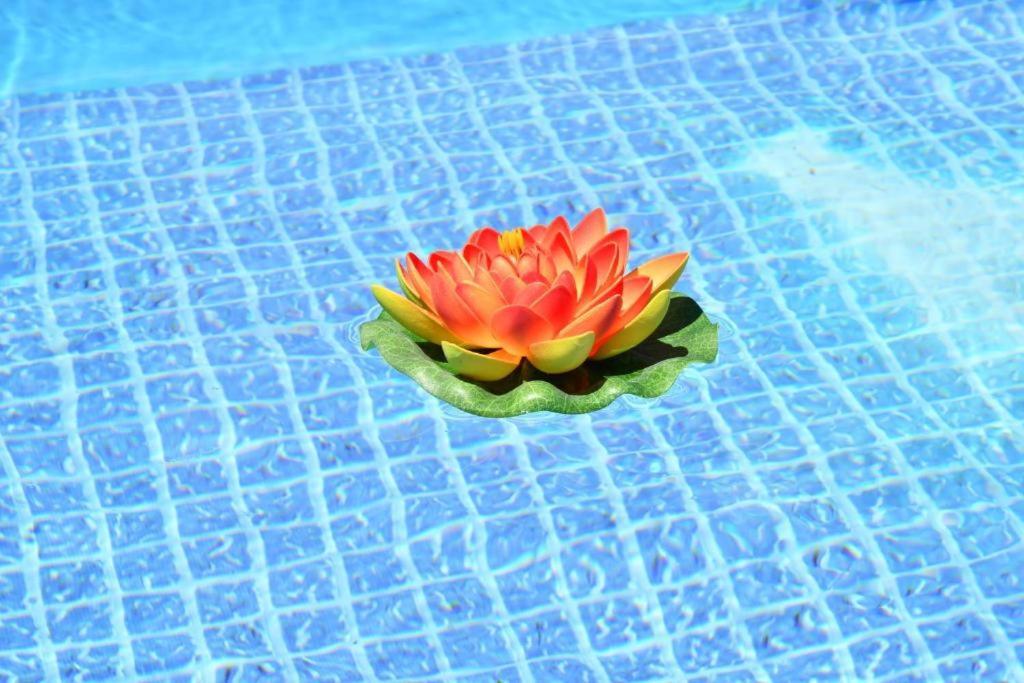 Guestready - Sonho Dos Avos Ii *
