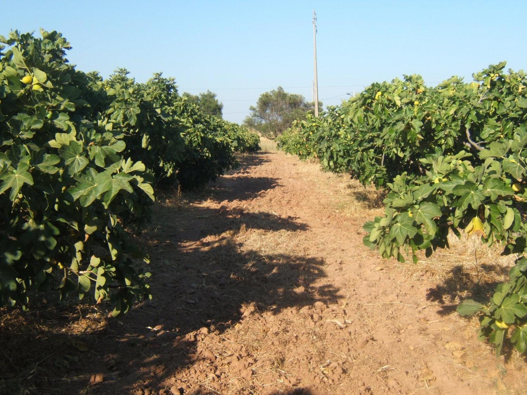 Quinta Da Fornalha - Santuario Agroecologico Farm stay Castro Marim