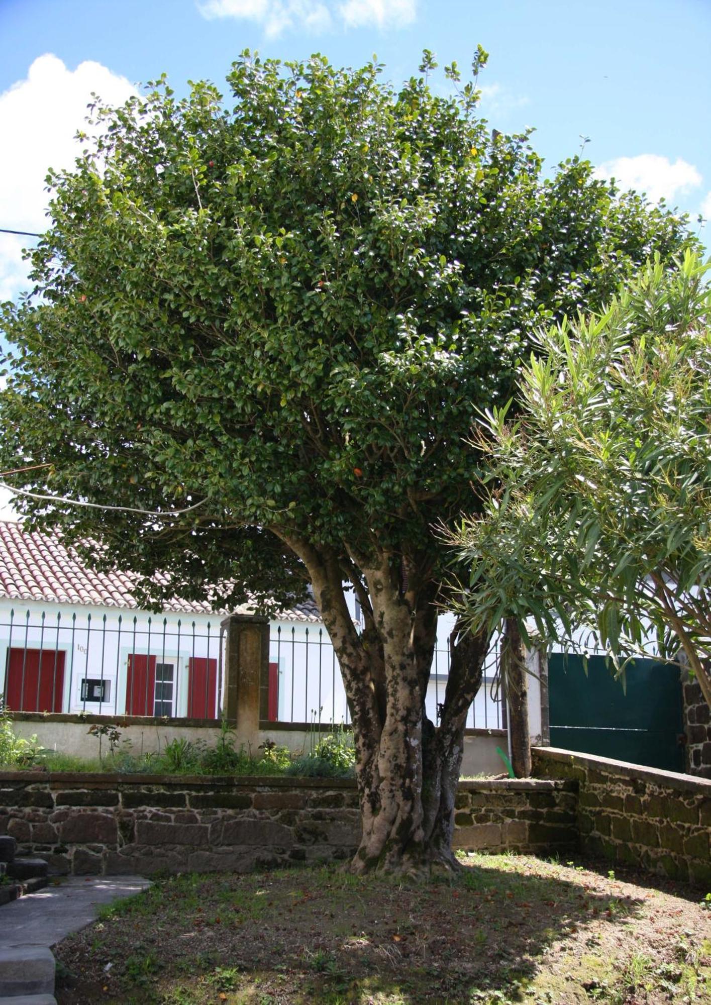 Quinta Atlantis Bed & Breakfast
