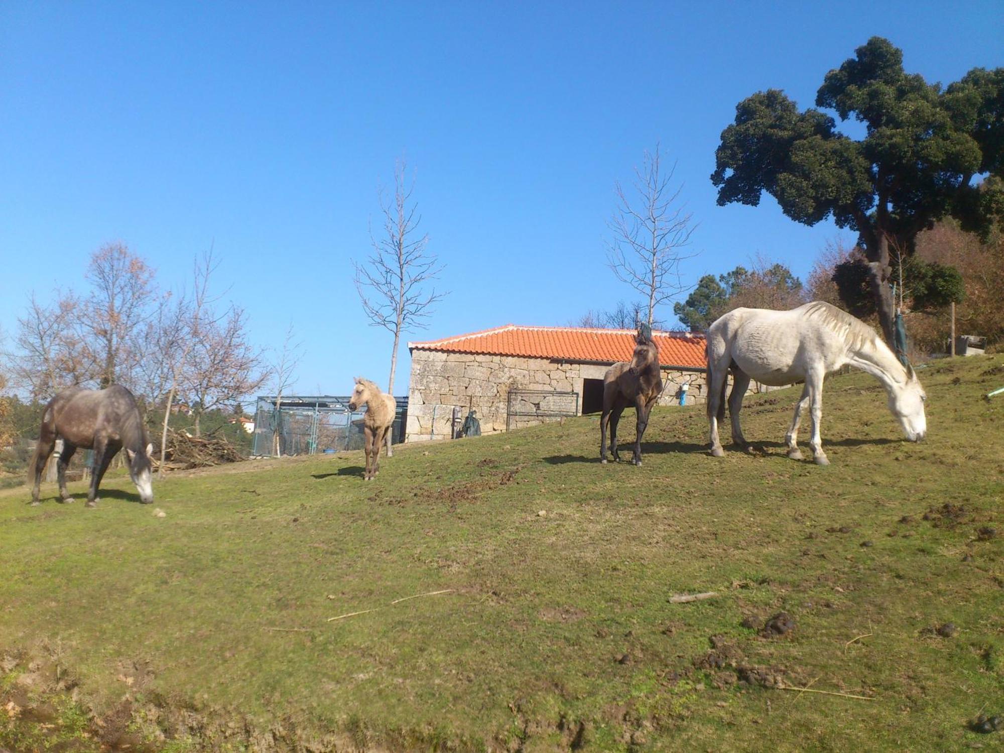 Country house Quinta Da Mata - Turismo De Habitacao Chaves
