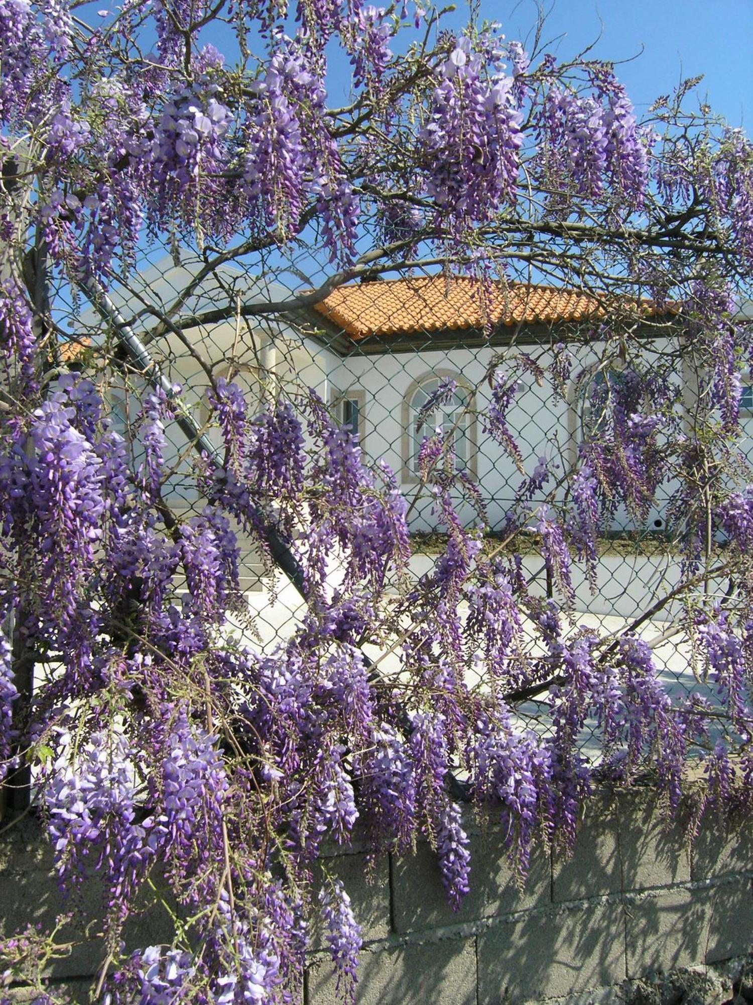 Casa de hóspedes Casa De Alpajares - & Freixo de Espada à Cinta