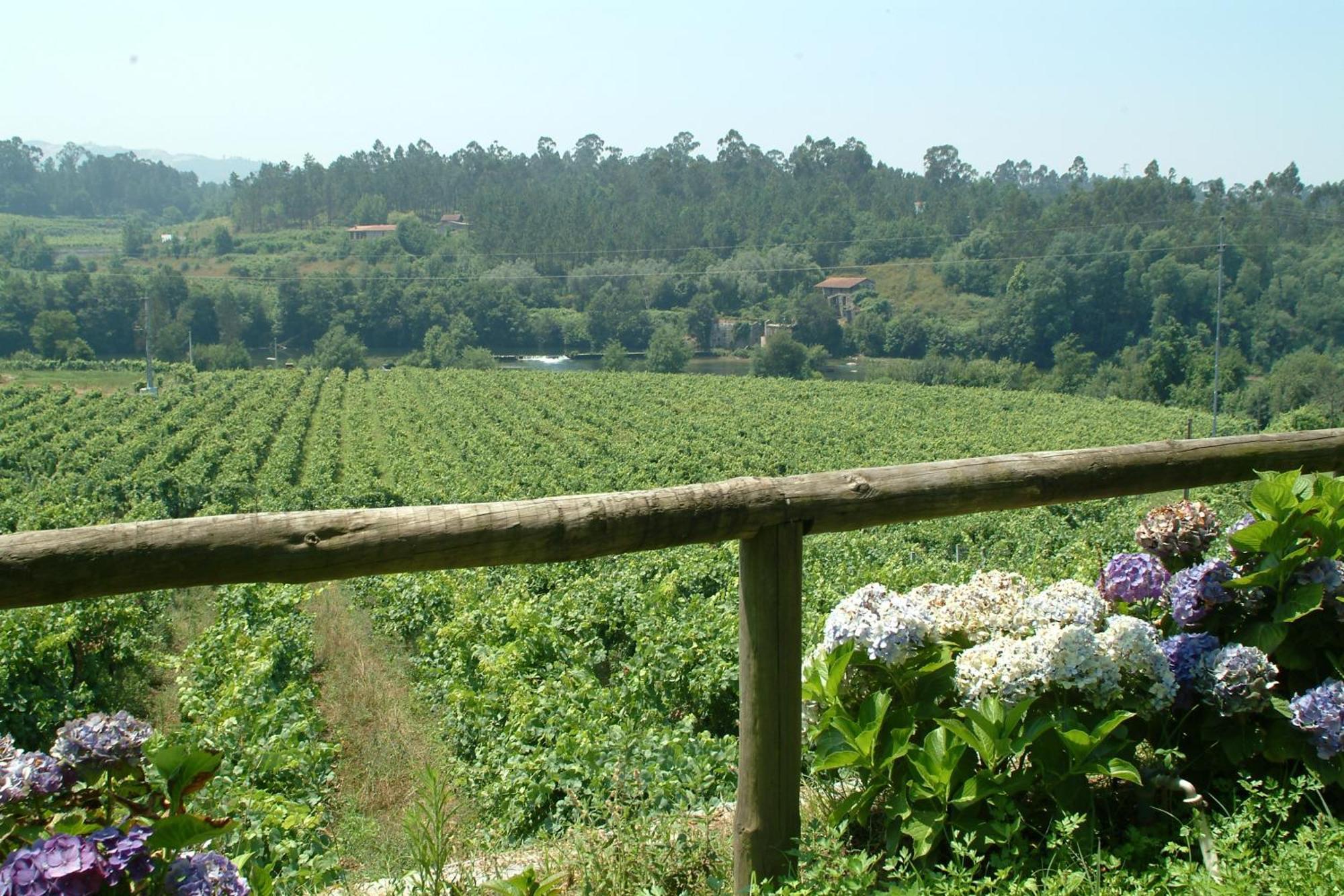 Farm stay Quinta Do Burgo - Nature *