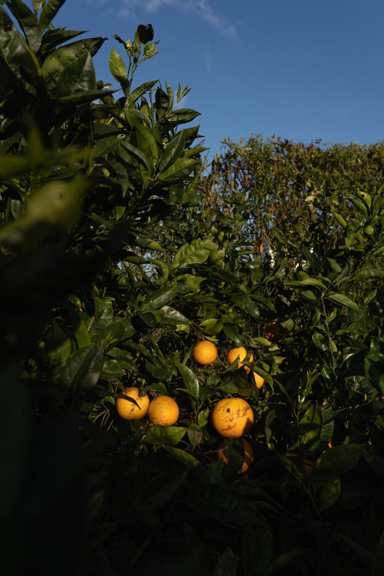 Quinta Do Ferreiro