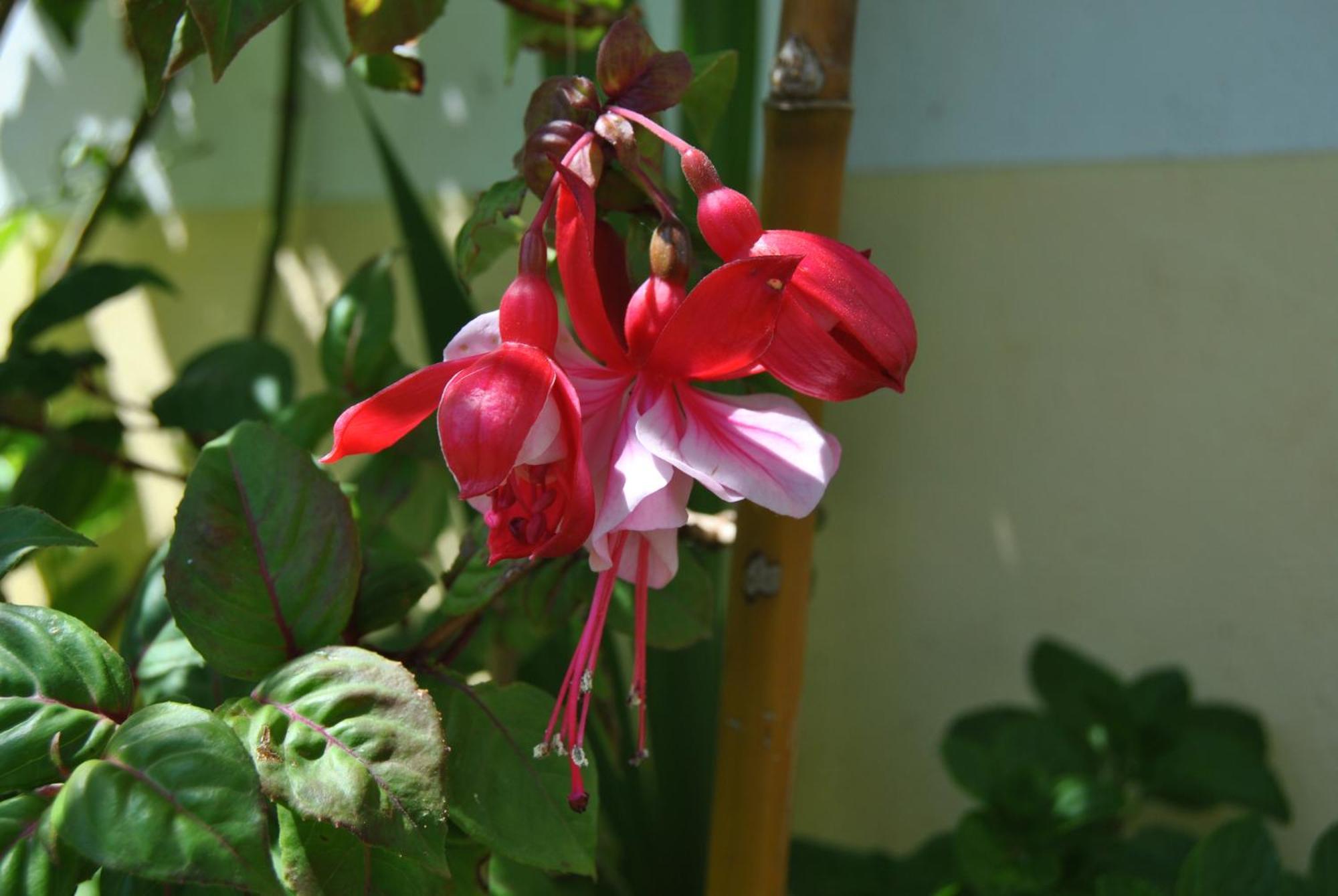 Vivenda Familia Pedro Guest house