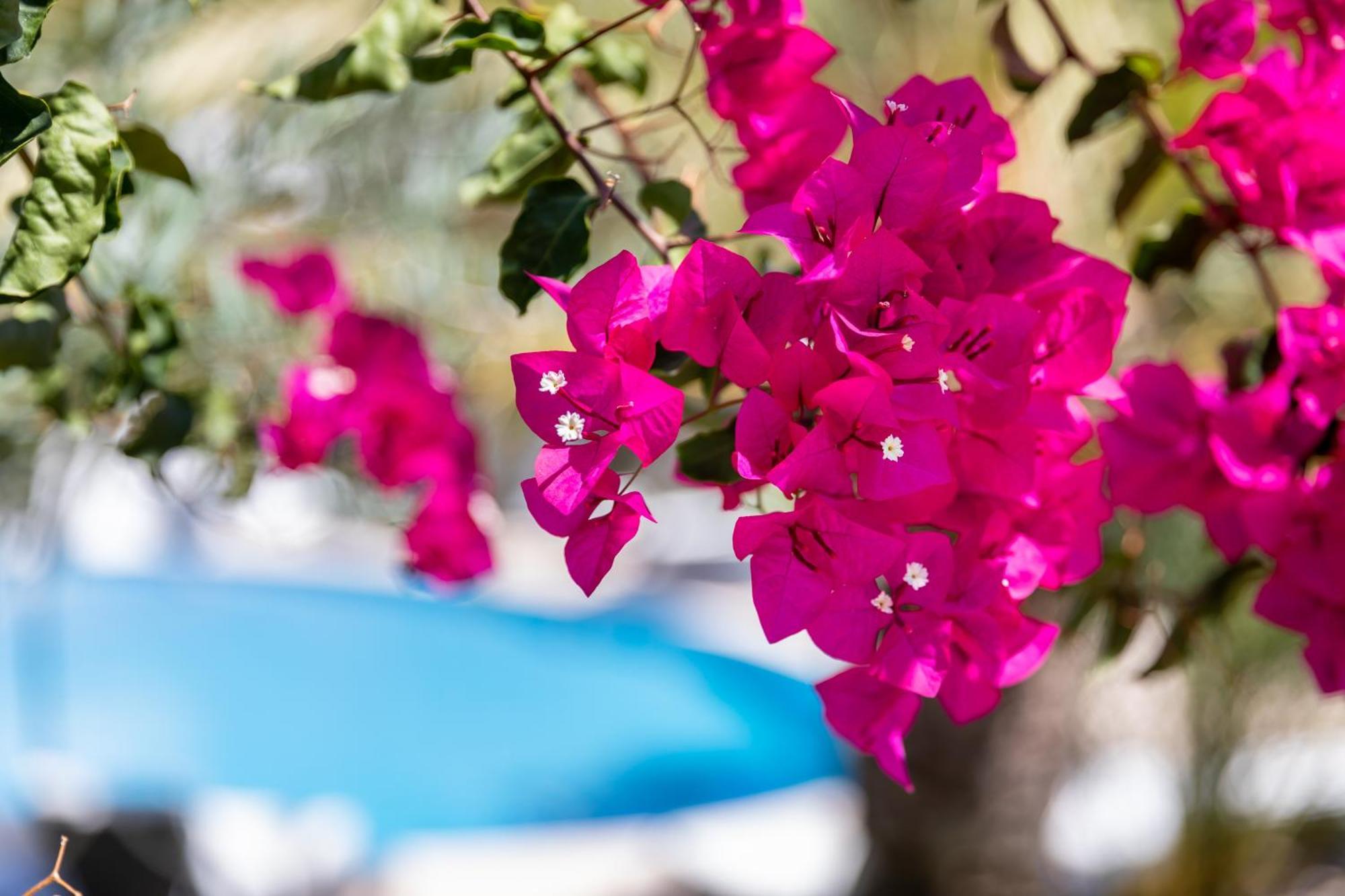 Vila Balaia - Luxury Boutique Villas *